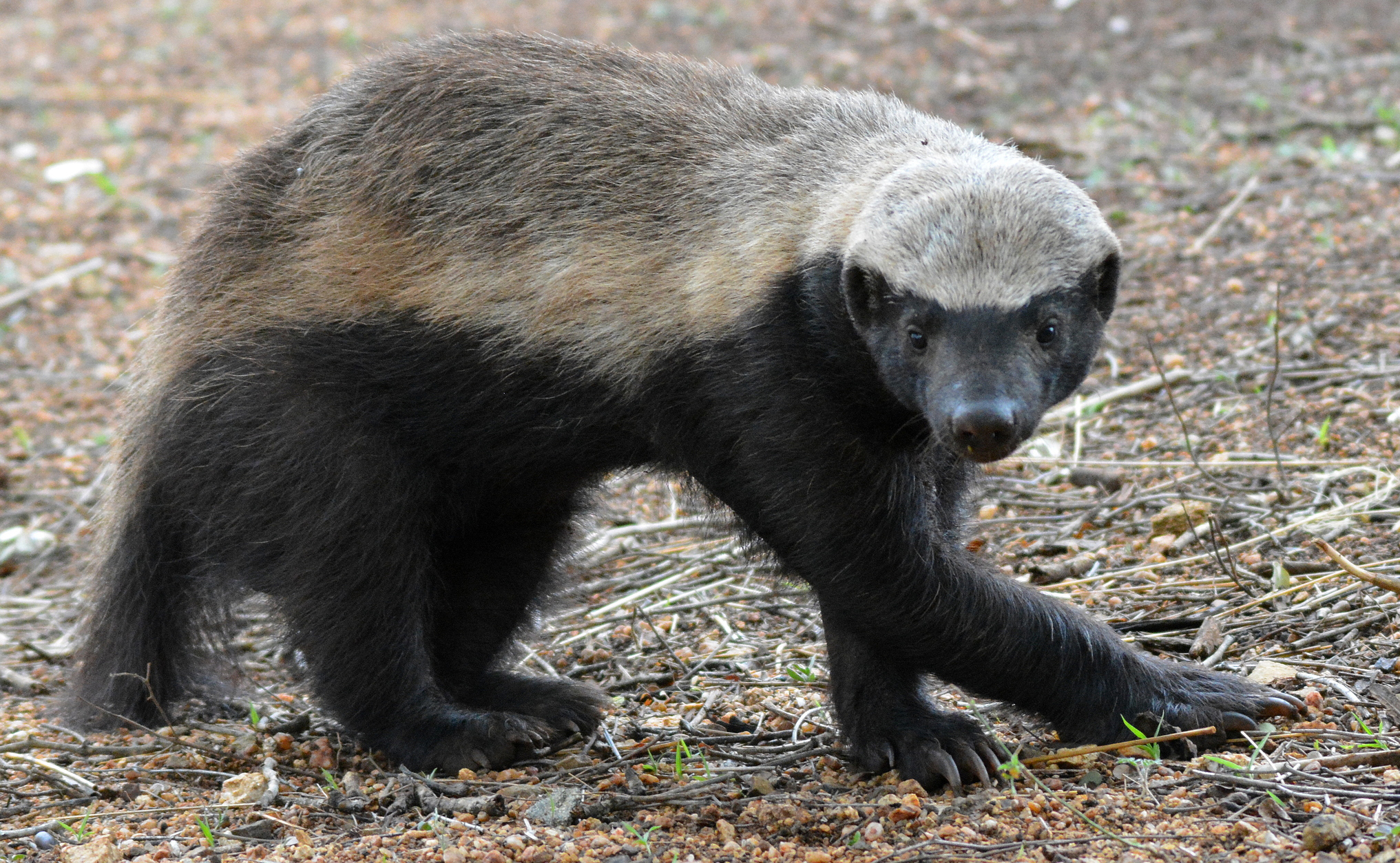Anger after trapped national park honey badger shot for catching pigeons