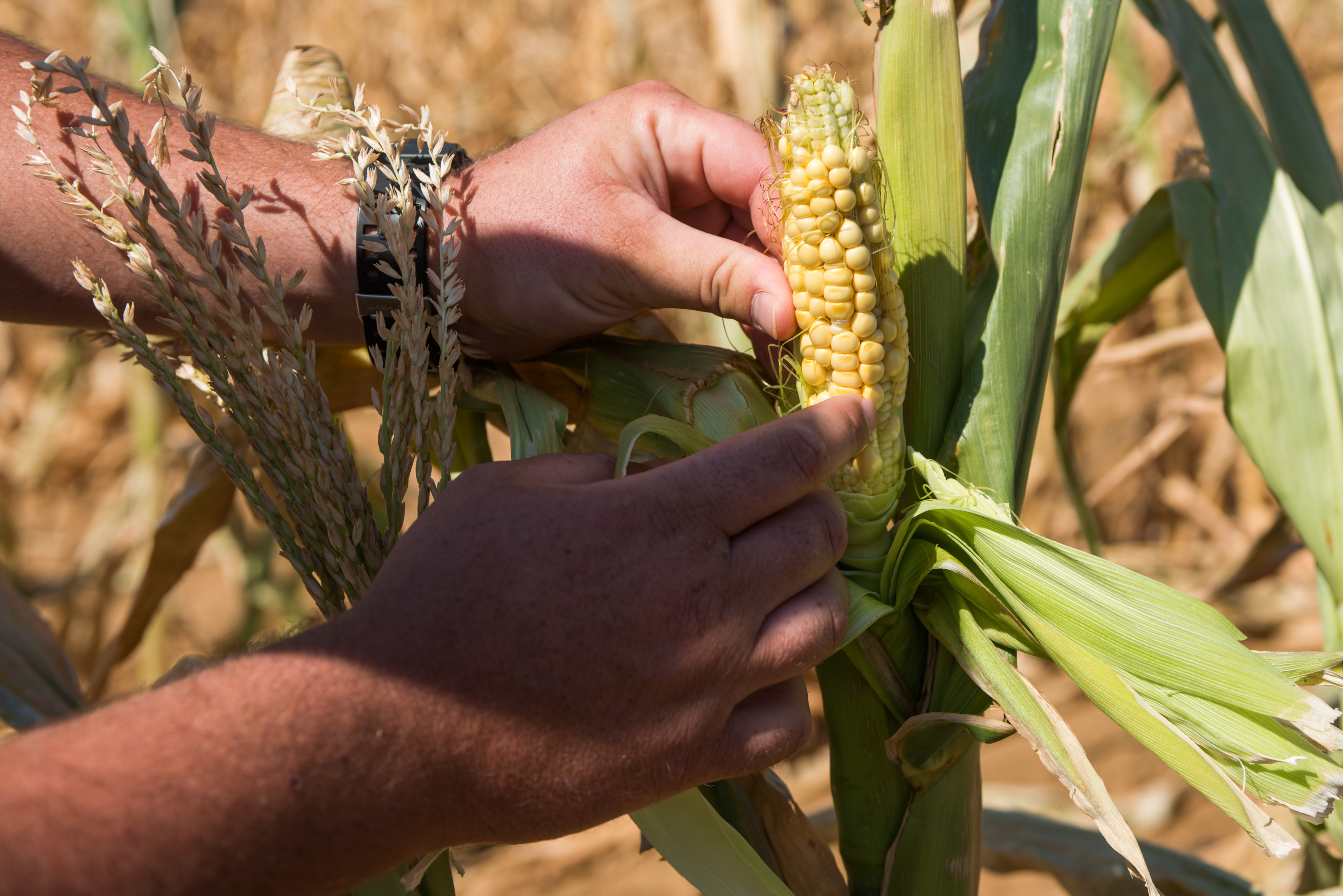 Nasa reports early signs of El Niño formation that could herald drought in SA