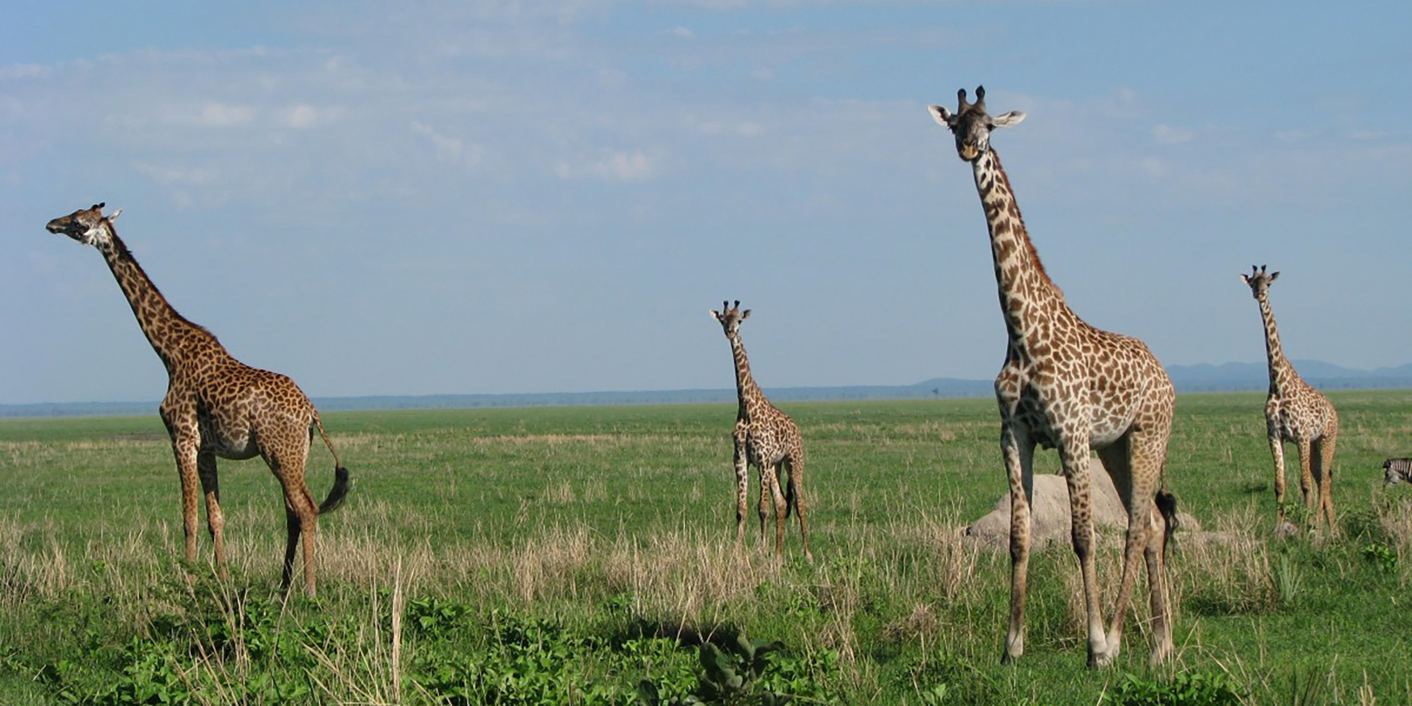 To better manage Africa’s rangelands today, learn from the pastoralists of old