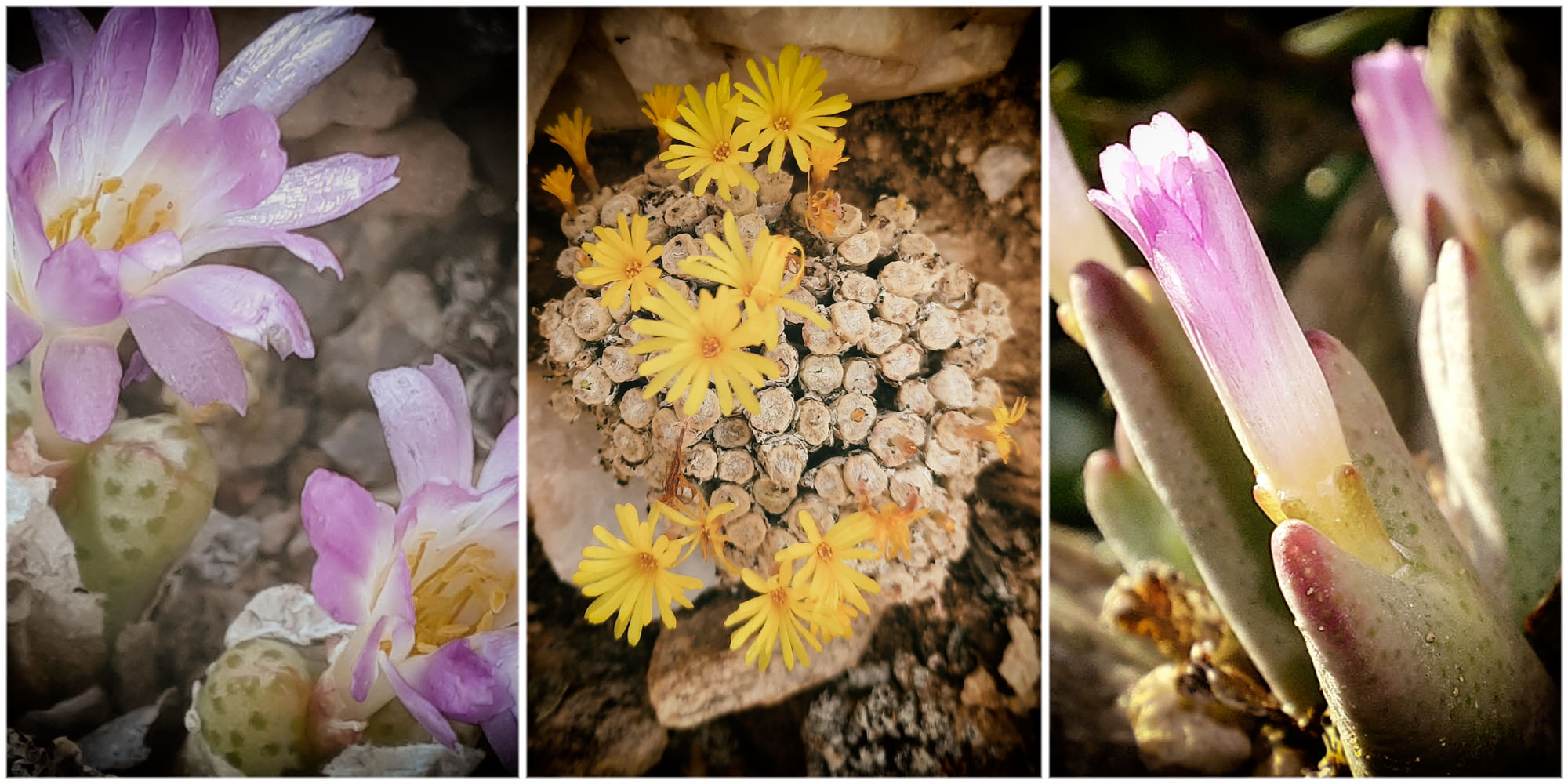 South Africa resorts to triage as casualties pile up in devastating rare succulent poaching spree