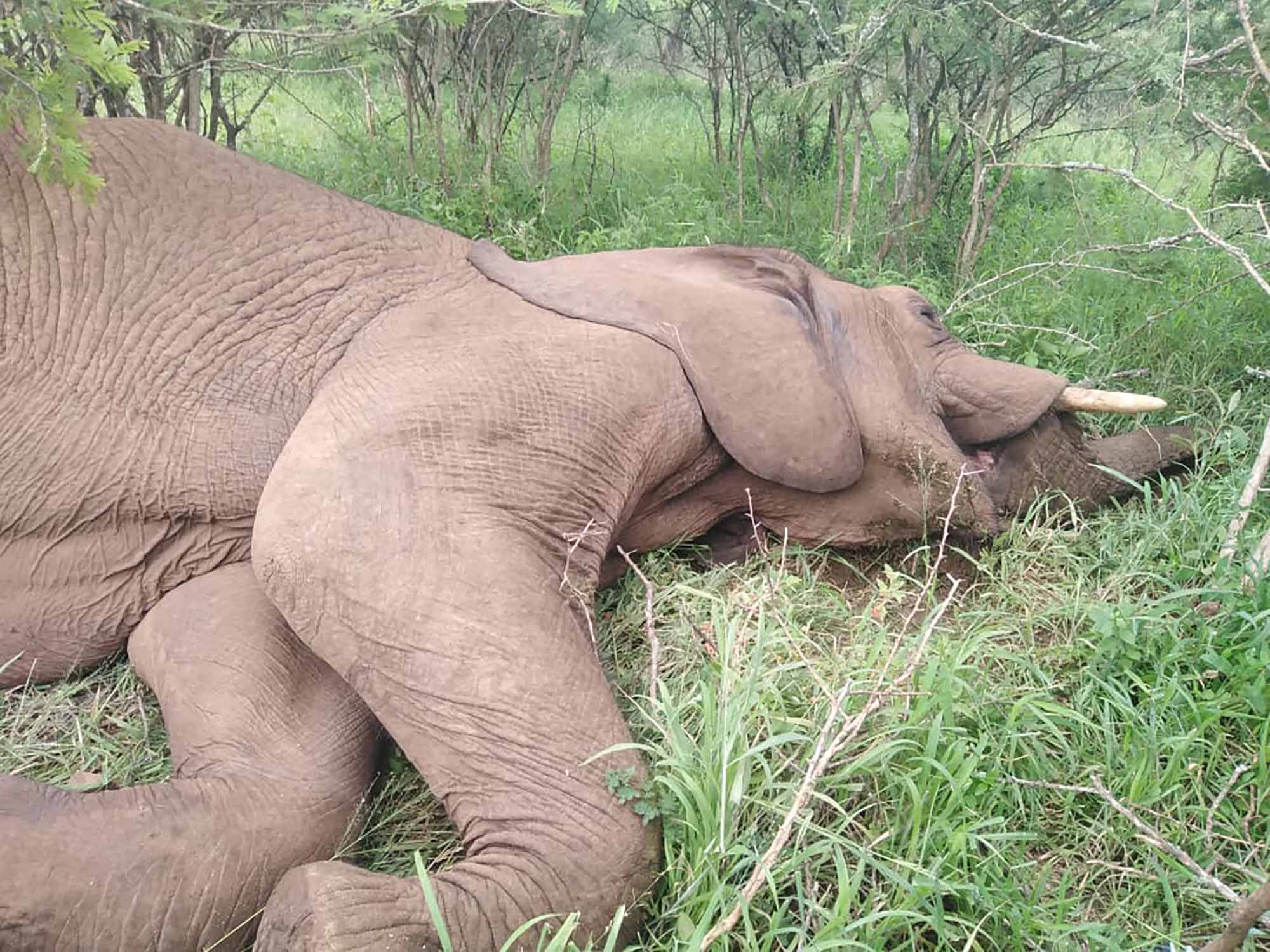 More money, better leadership, trained staff: How to prevent SA’s provincial wildlife gems from sliding into ruin