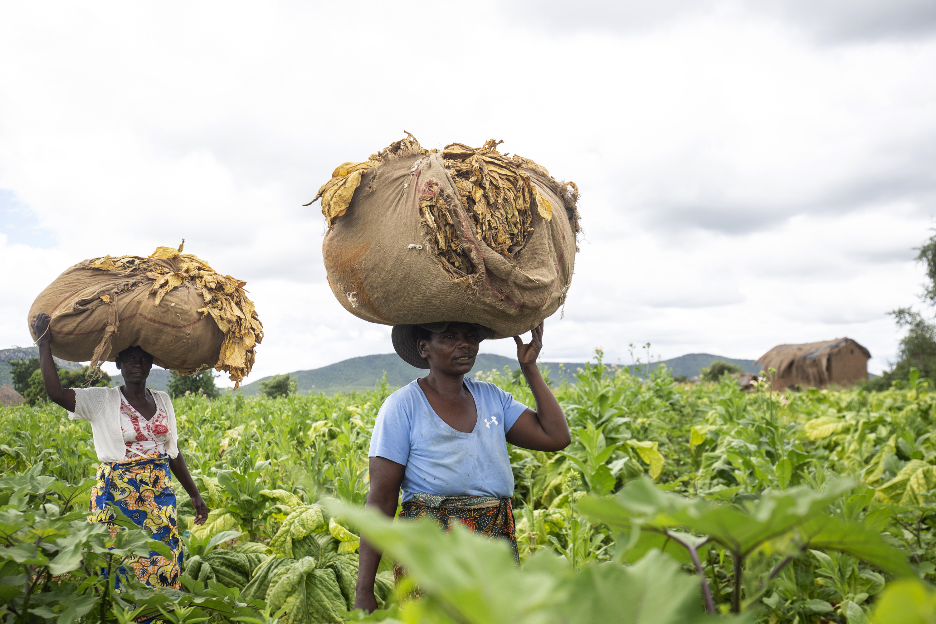 South Africa’s elite handsomely benefit from land reform too 