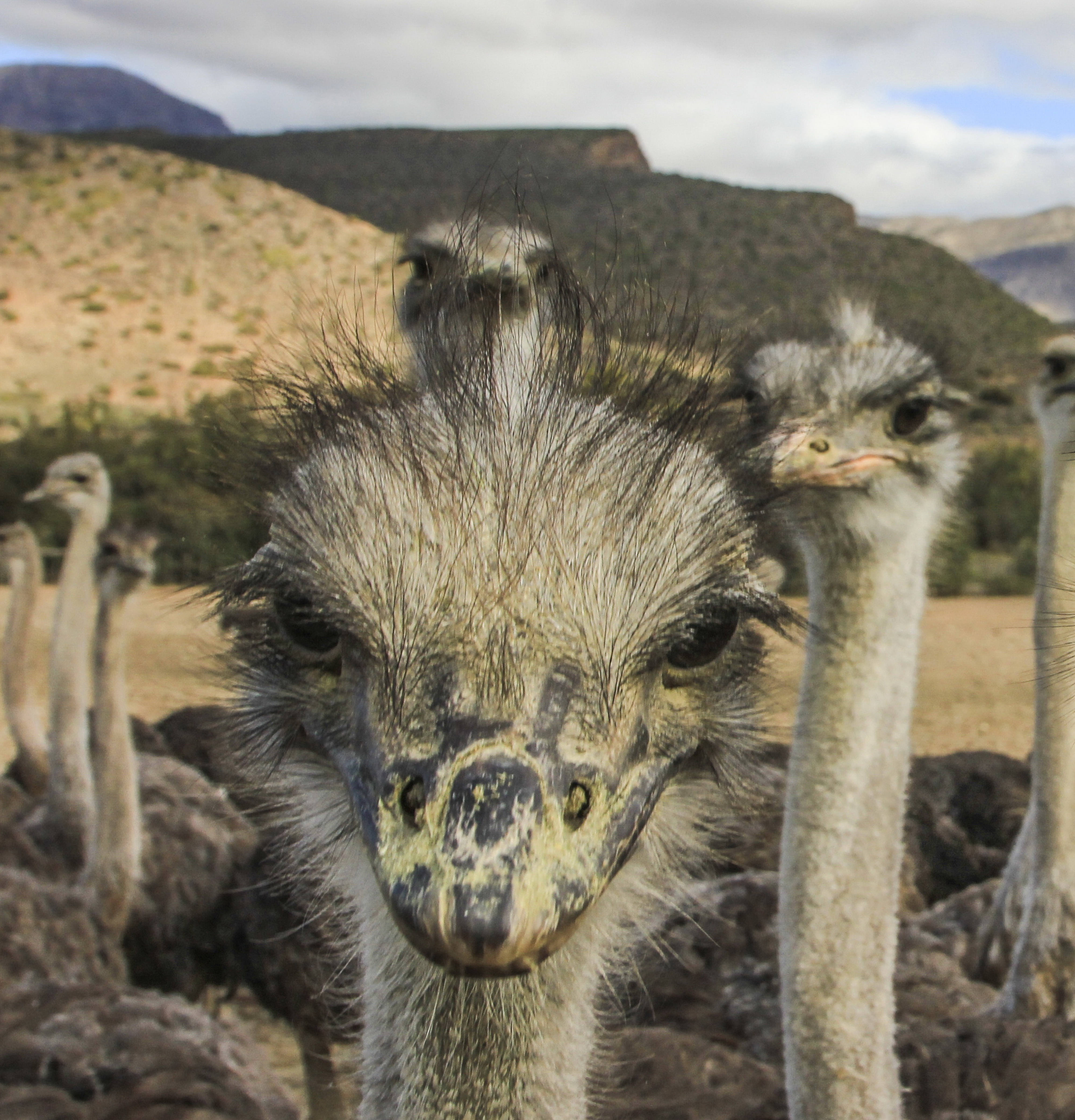 Curious Karoo critters