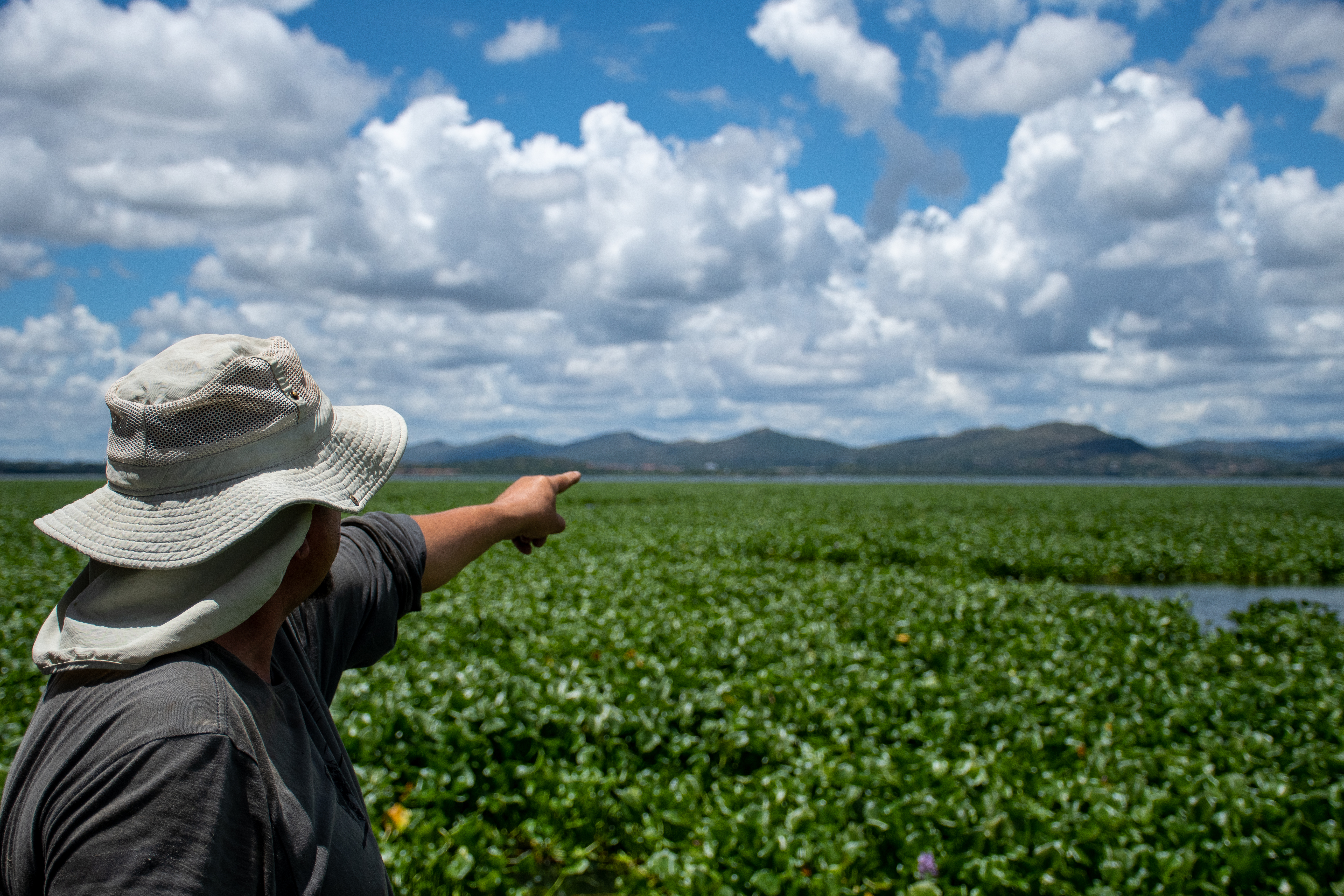 Harties vs the hyacinth (Part 3) – R24-million in funding left unspent as invasive weed overgrowth worsens