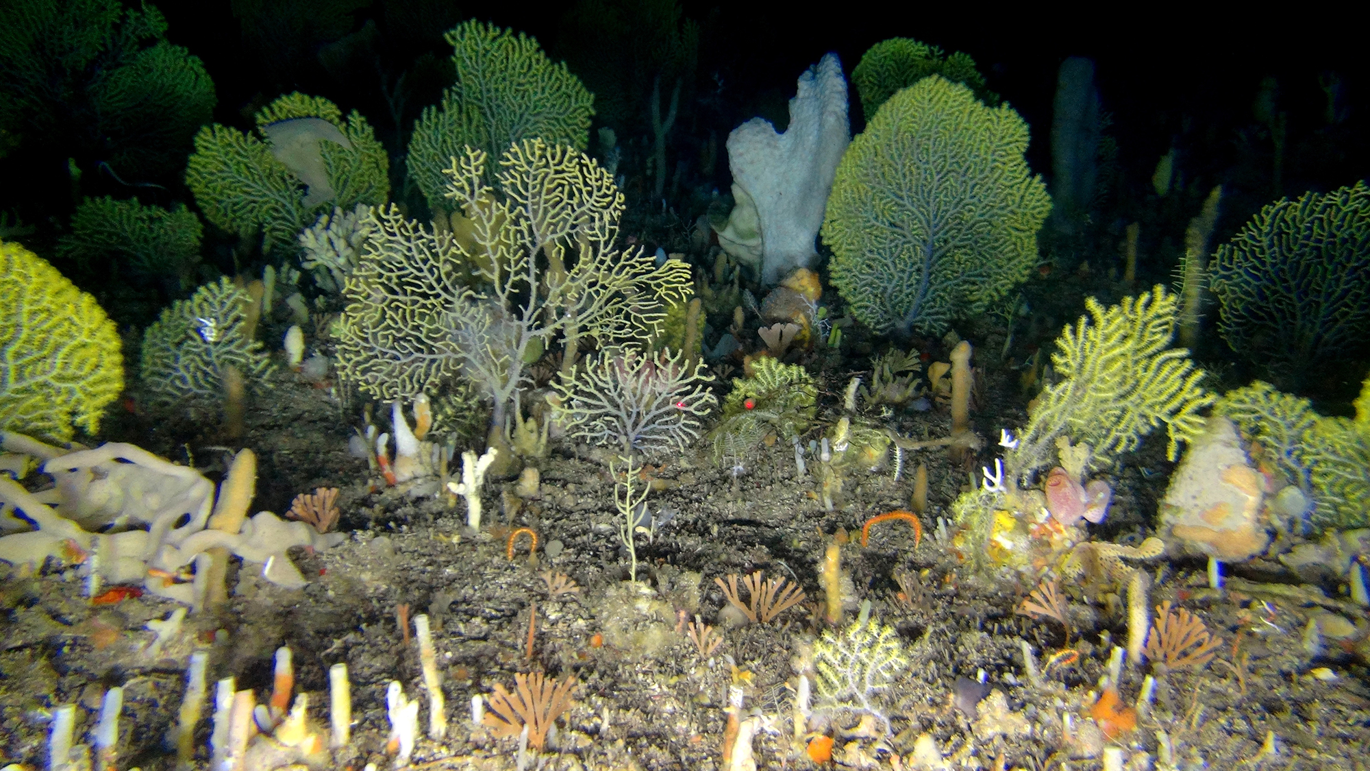 SA scientists concerned as marine taxonomists become an increasingly endangered species