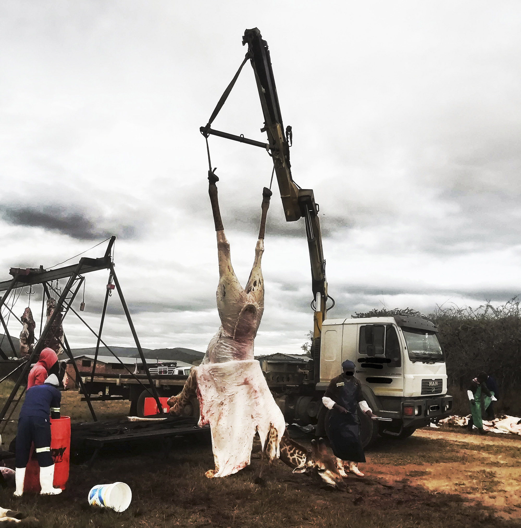 Bloody wildlife cull at KZN reserve stopped after 900 animals slaughtered, but elephants still at risk