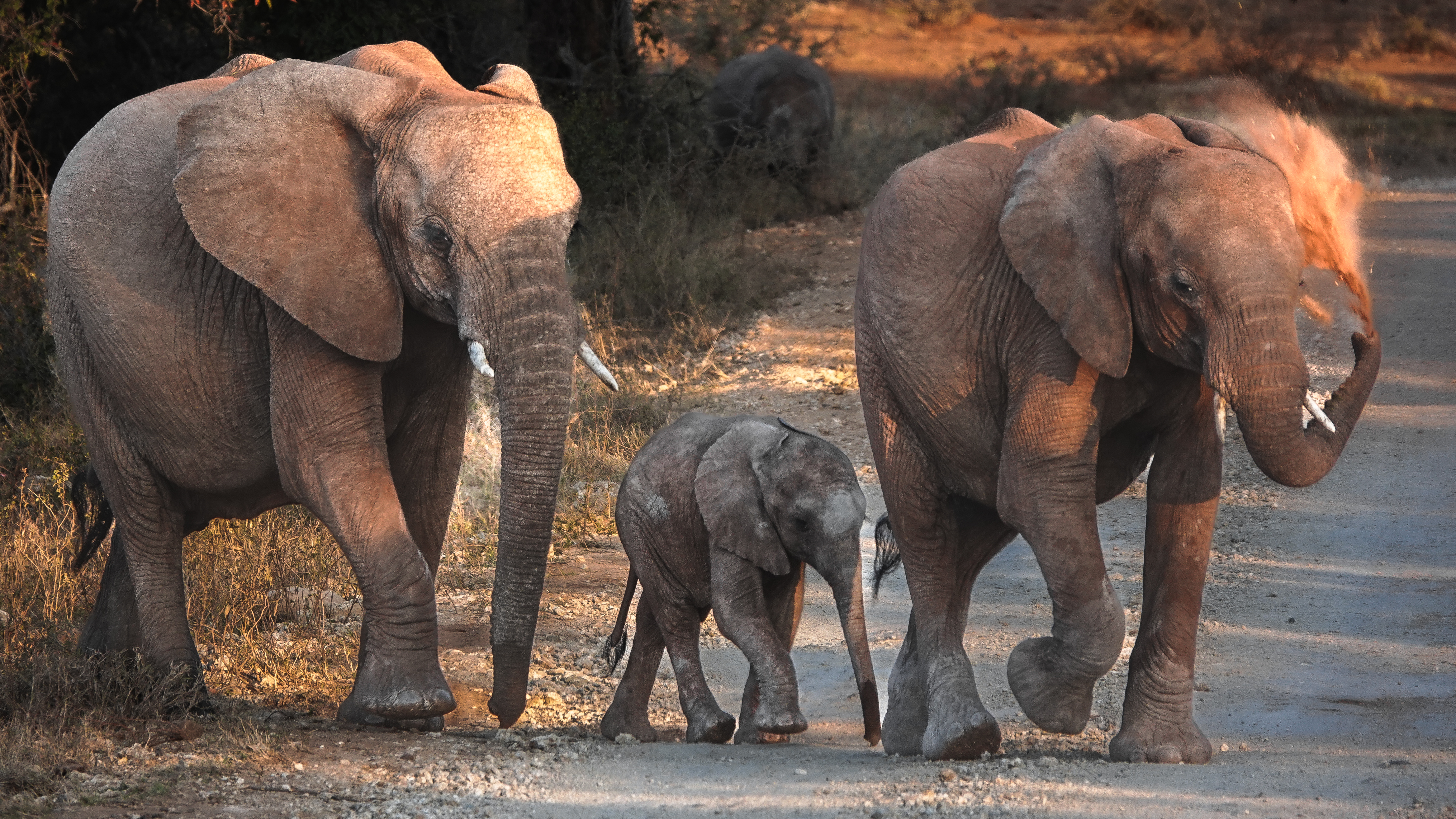 North West Parks shows Parliament the finger over MPs’ concern for Madikwe elephants