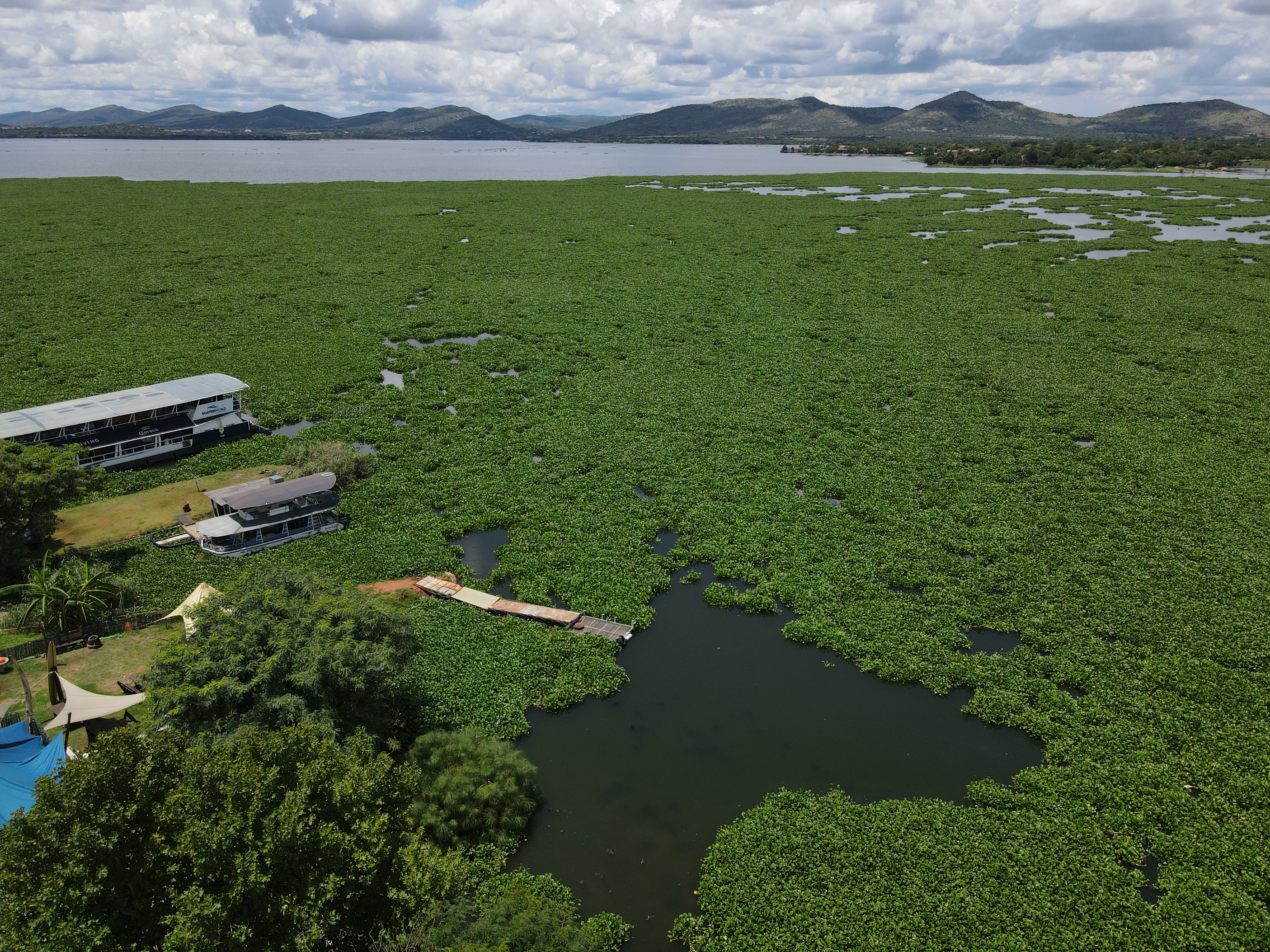 Harties vs the hyacinth (Part 1) – The toxic dangers lurking under cover of an invasive weed