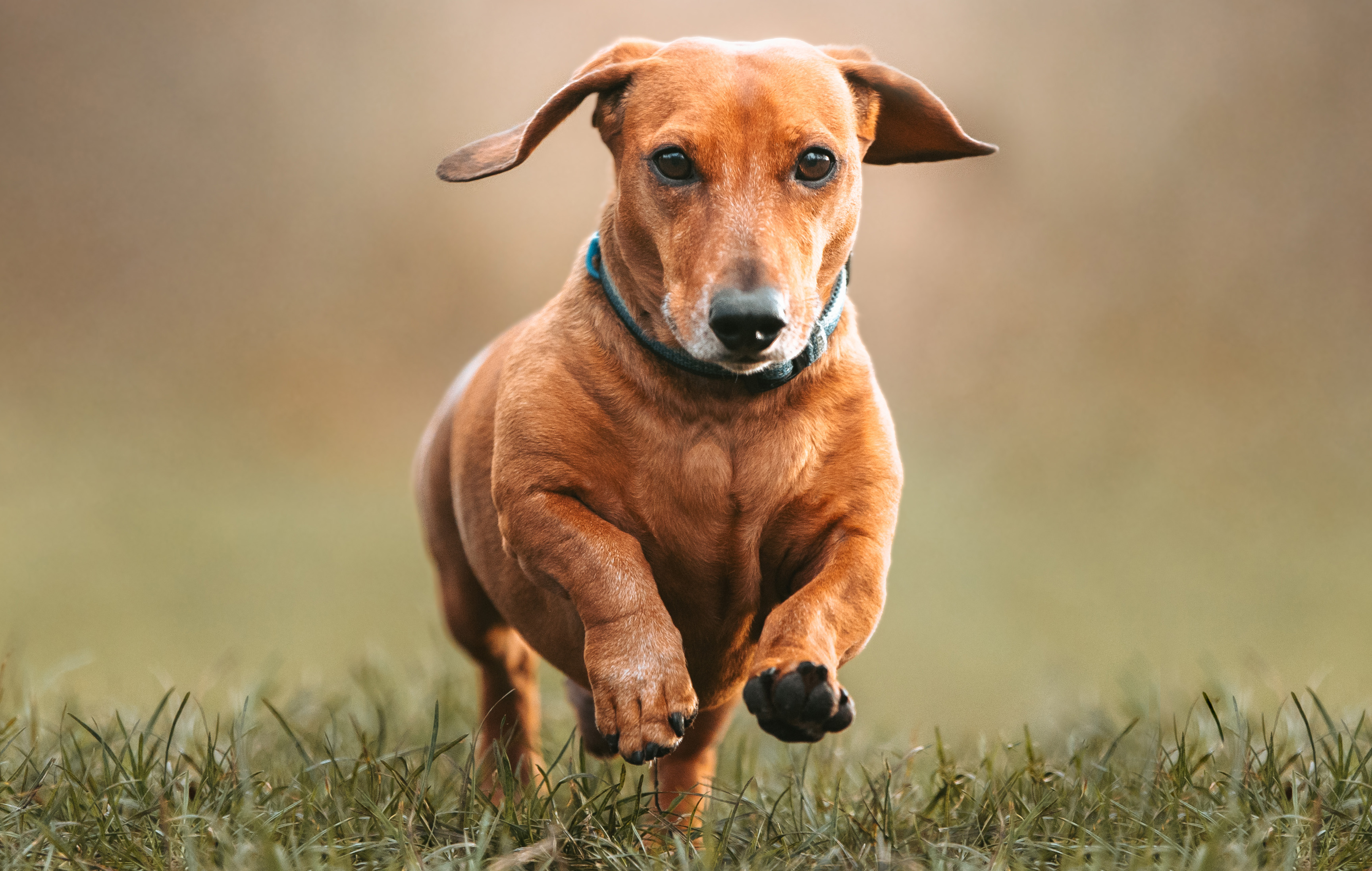 The planet’s going to the dogs, so is your pet climate-friendly? Here’s paws for thought