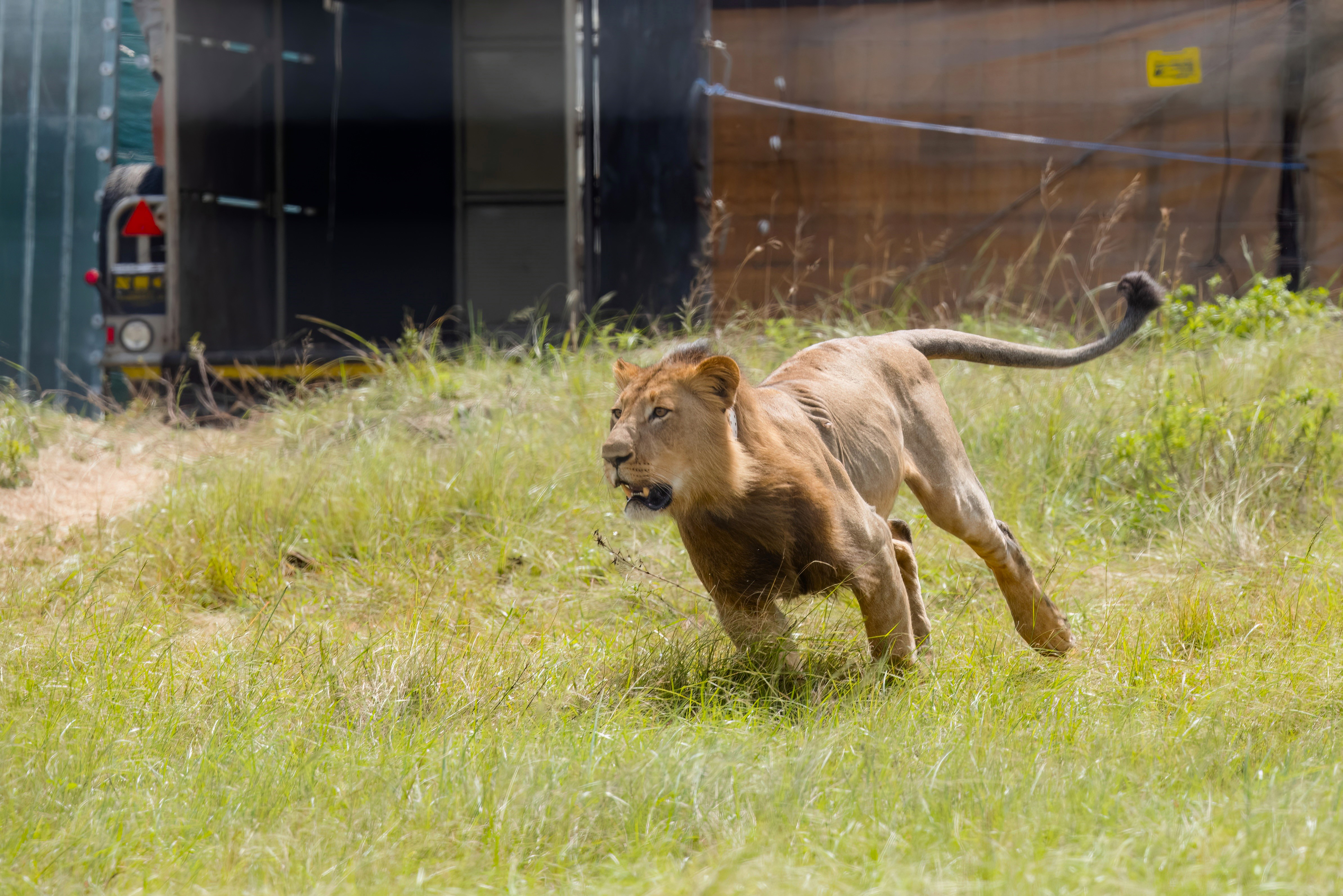 Arrival of two strapping lions to Babanango spearheads pride rejuvenation in KZN