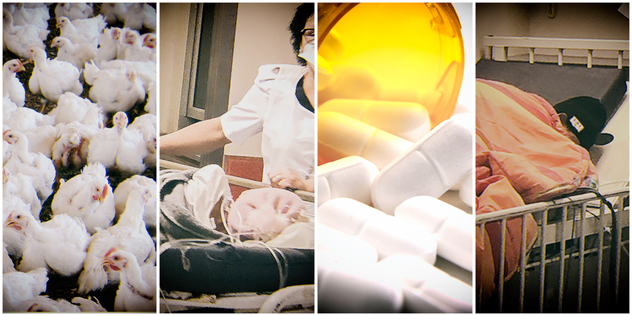 Avian flu lowdown: Feeling ill? It is not likely to be from the chicken or the eggs