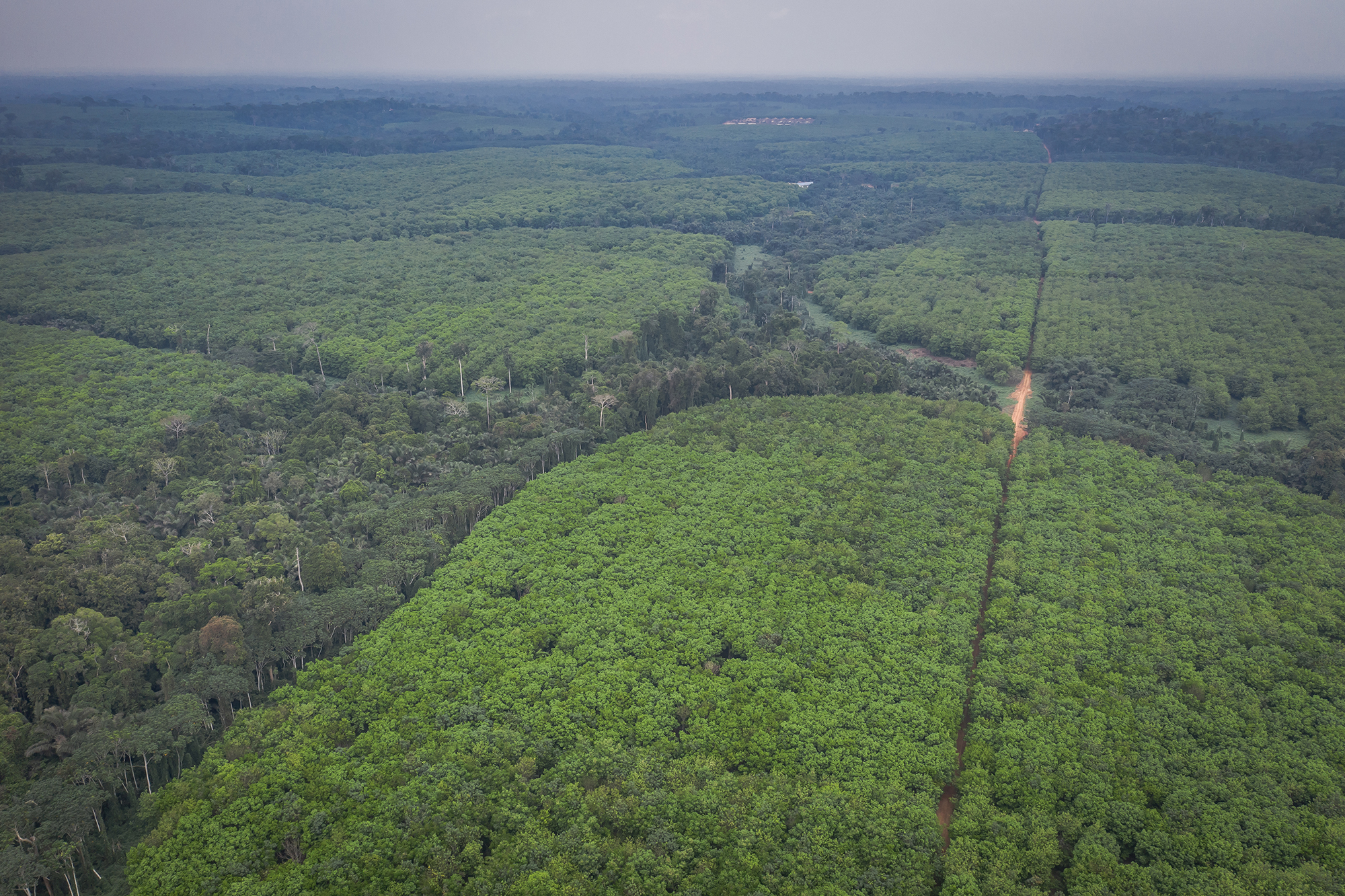 When the ‘strangers’ came – Chinese rubber giant ‘destroys’ rainforests, indigenous lives in Cameroon