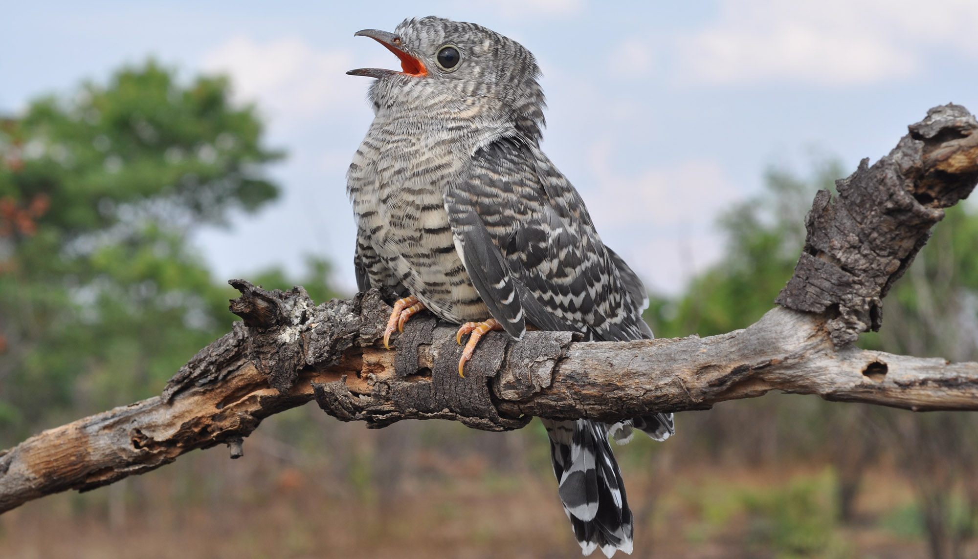 The curious case of forgeries of an avian nature