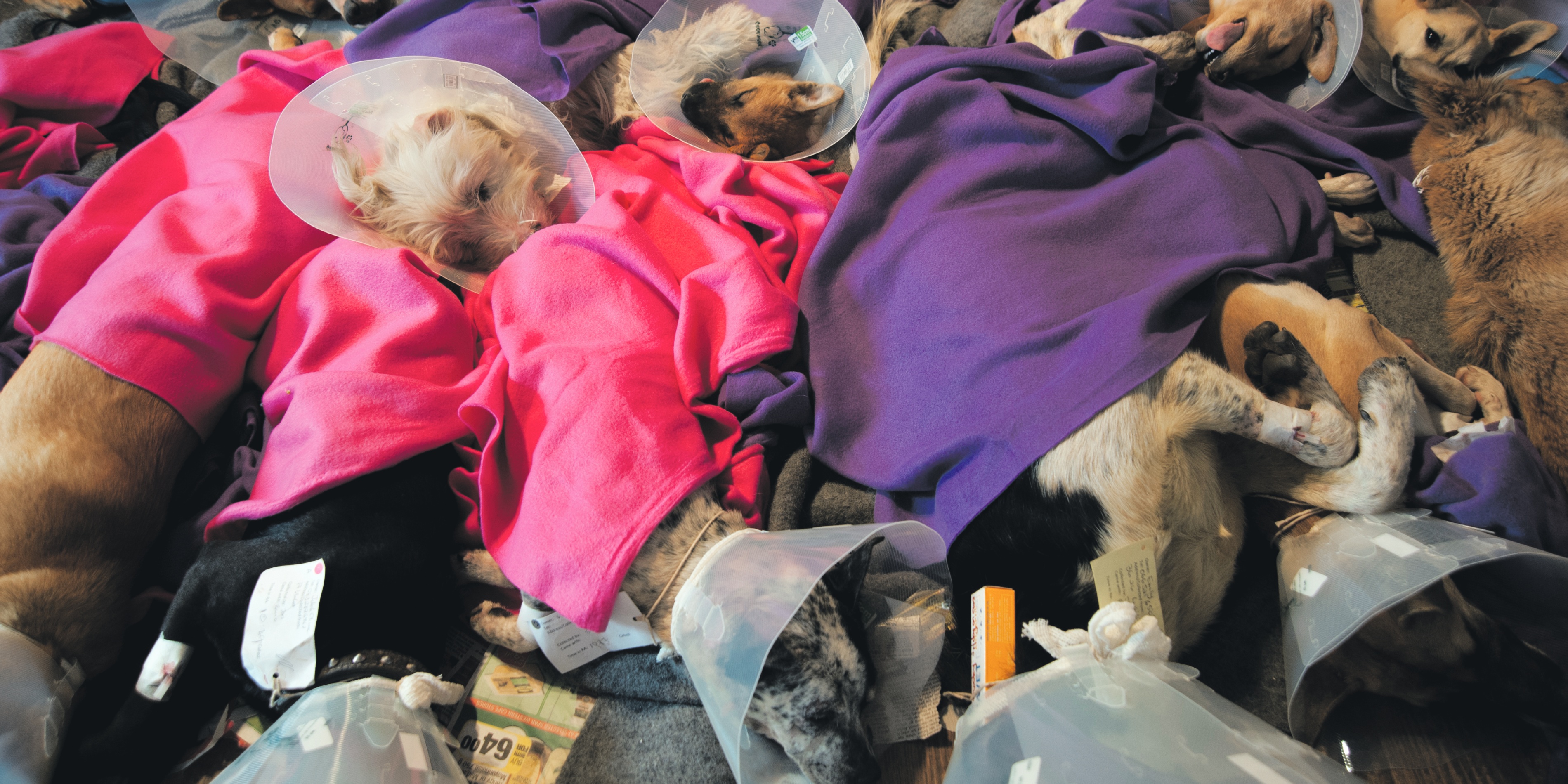 A snip and a yip to keep the lid on proliferating pups