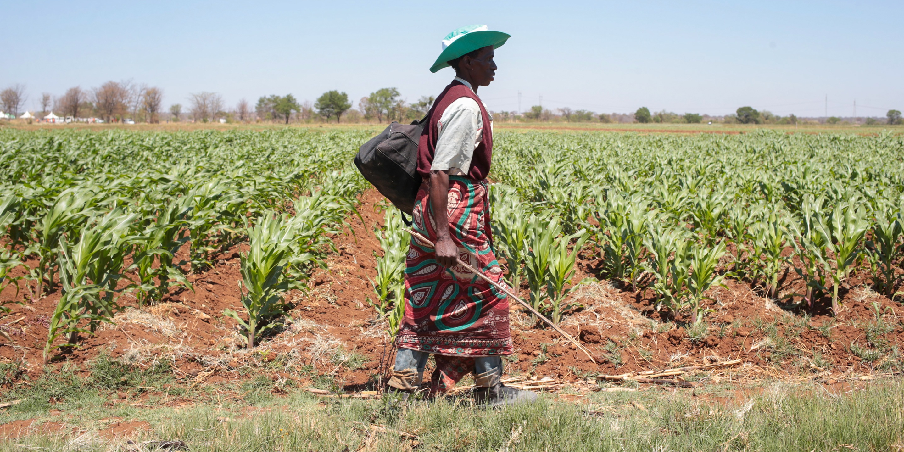Zimbabwe plans export of 'surplus' maize as many locals struggle to put food on table