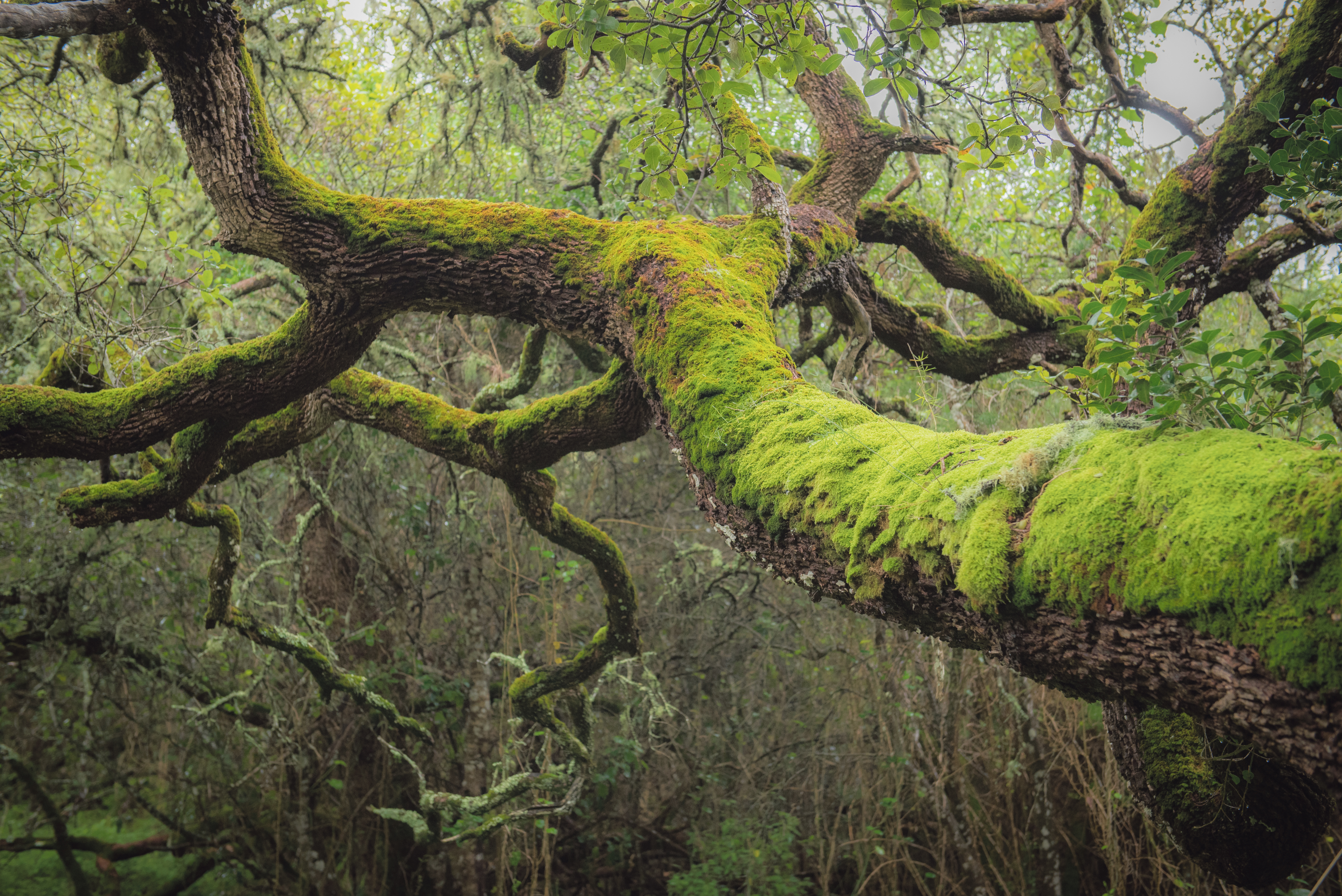 We need nature for climate action – and climate action for the future of nature