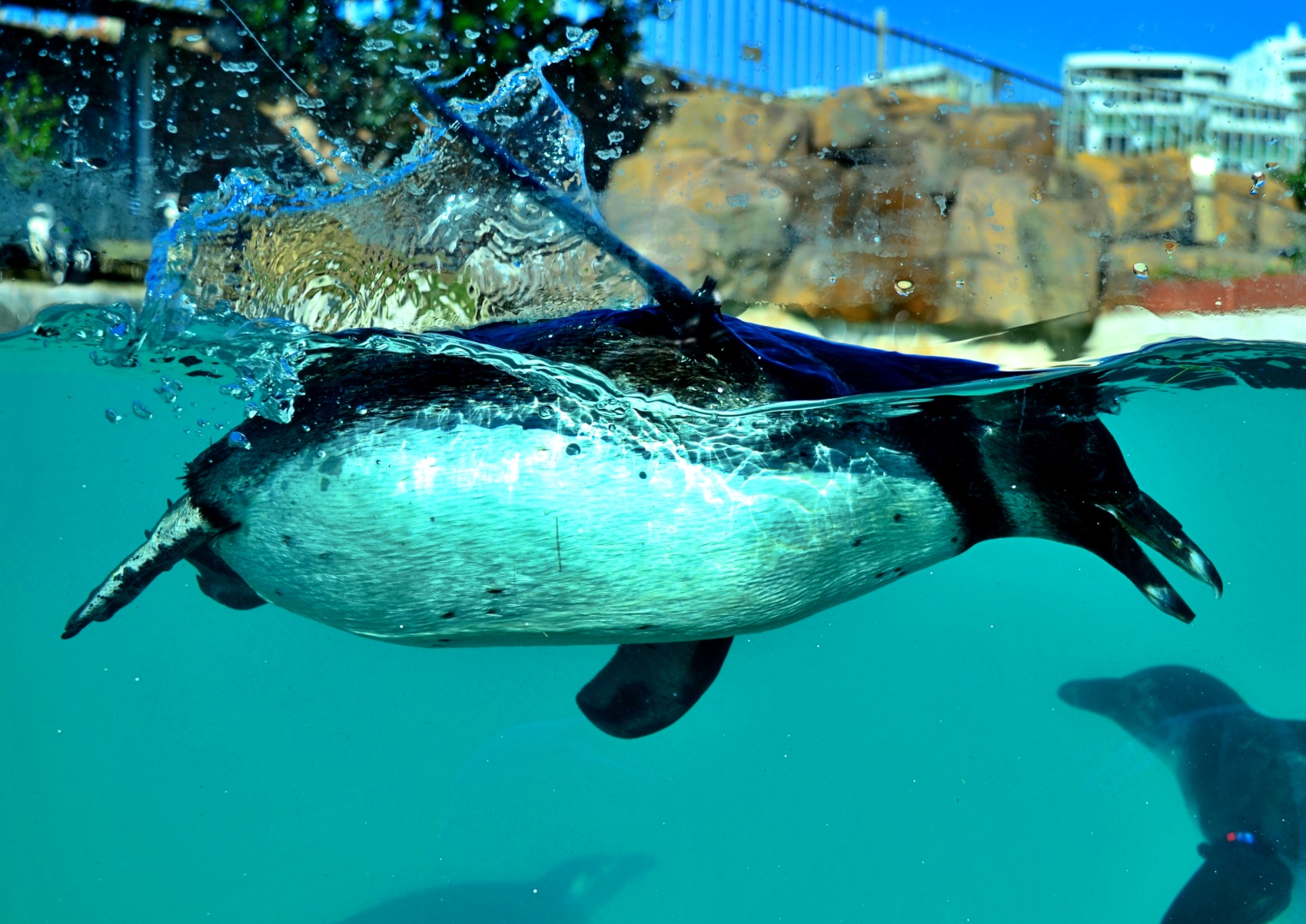 P4U_readersubmission_20230721