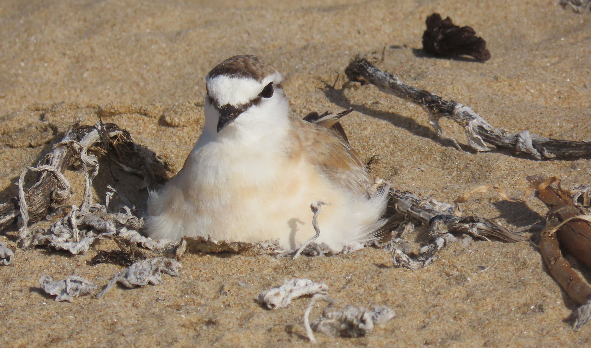 Keep your distance — how humans are diminishing shorebirds’ breeding success 