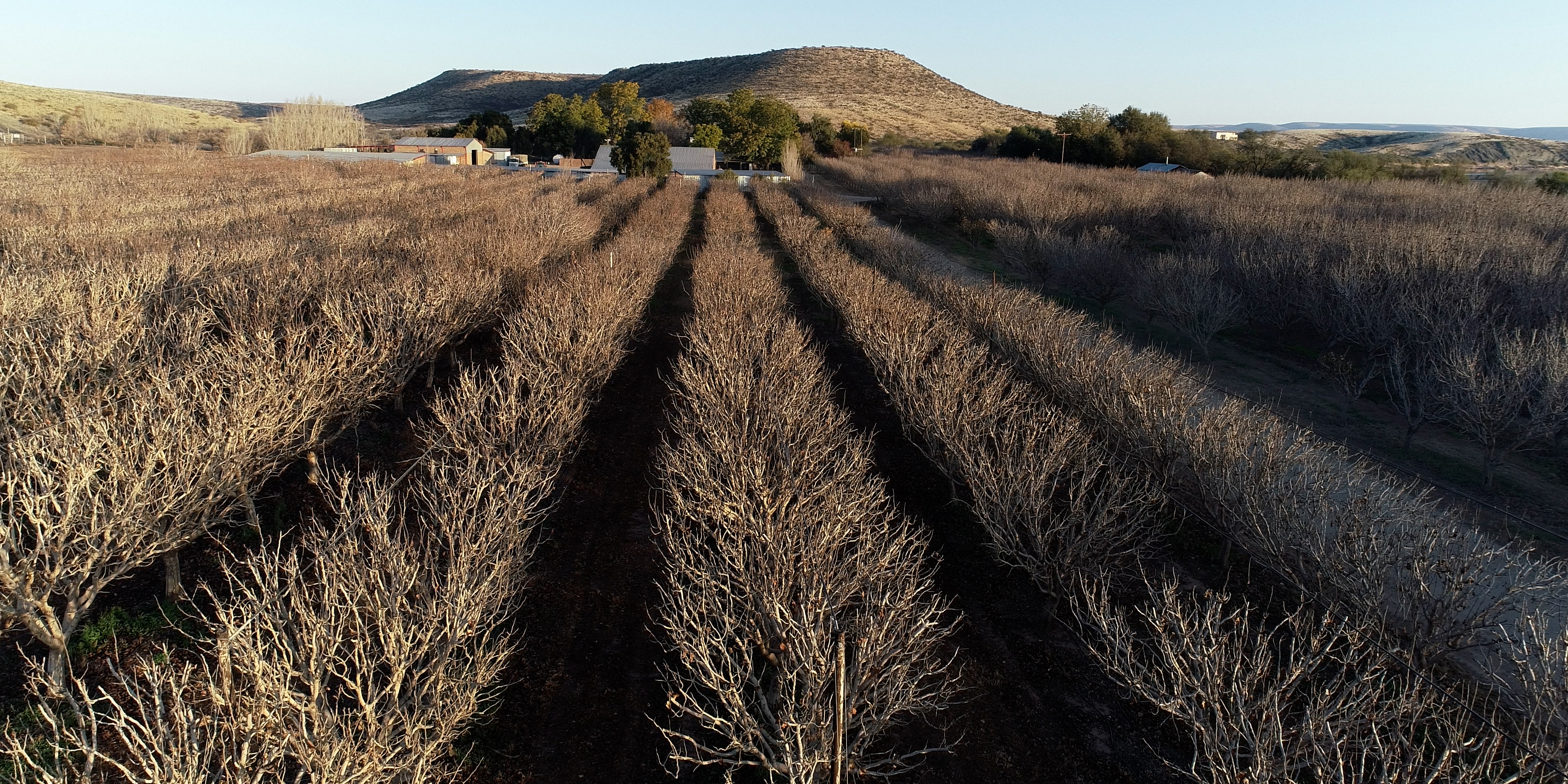 BM - Neesa - NutsInvesting