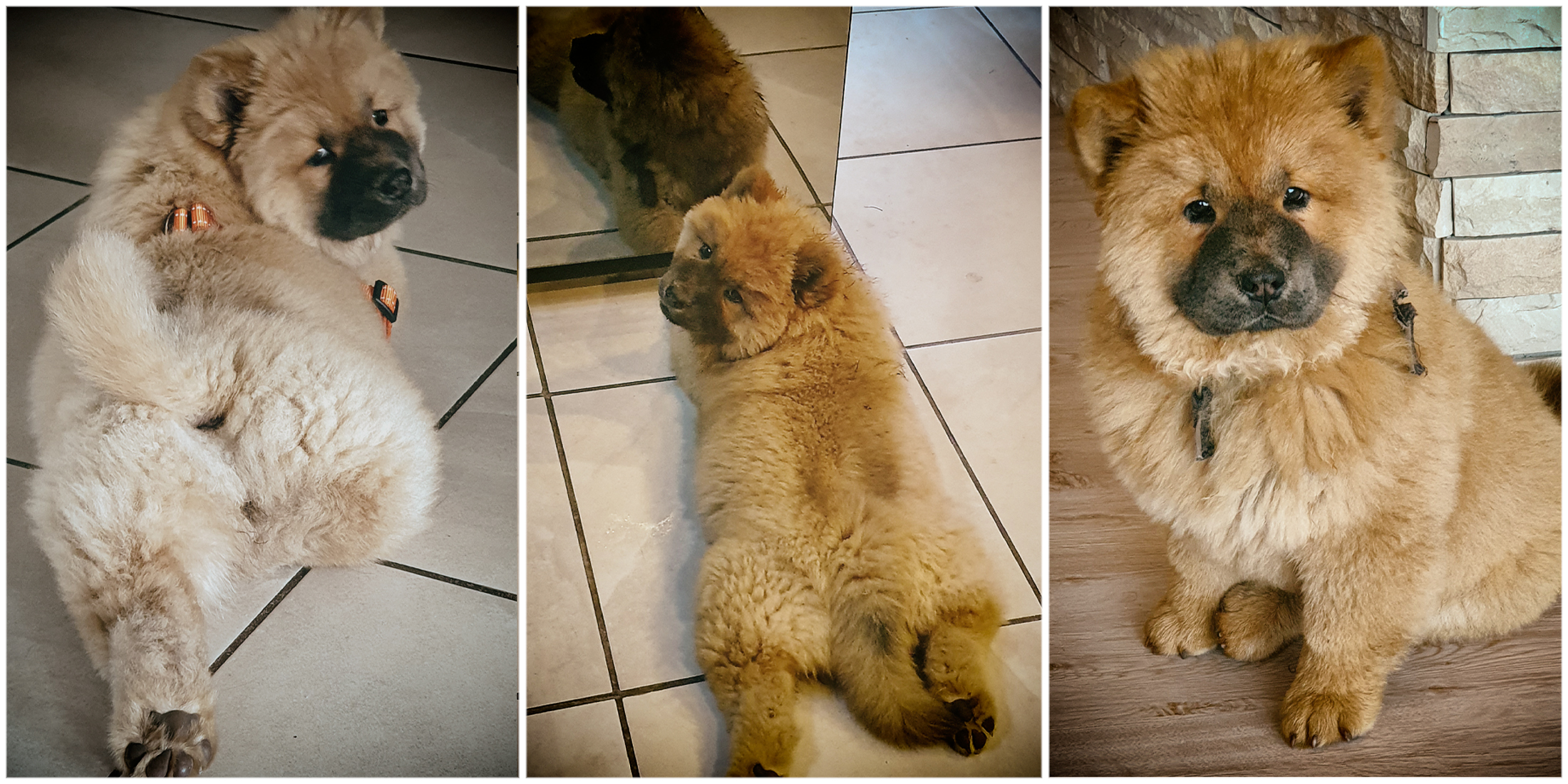 Private equity offers businesses like Absolute Pets the opportunity to drive growth and job creation