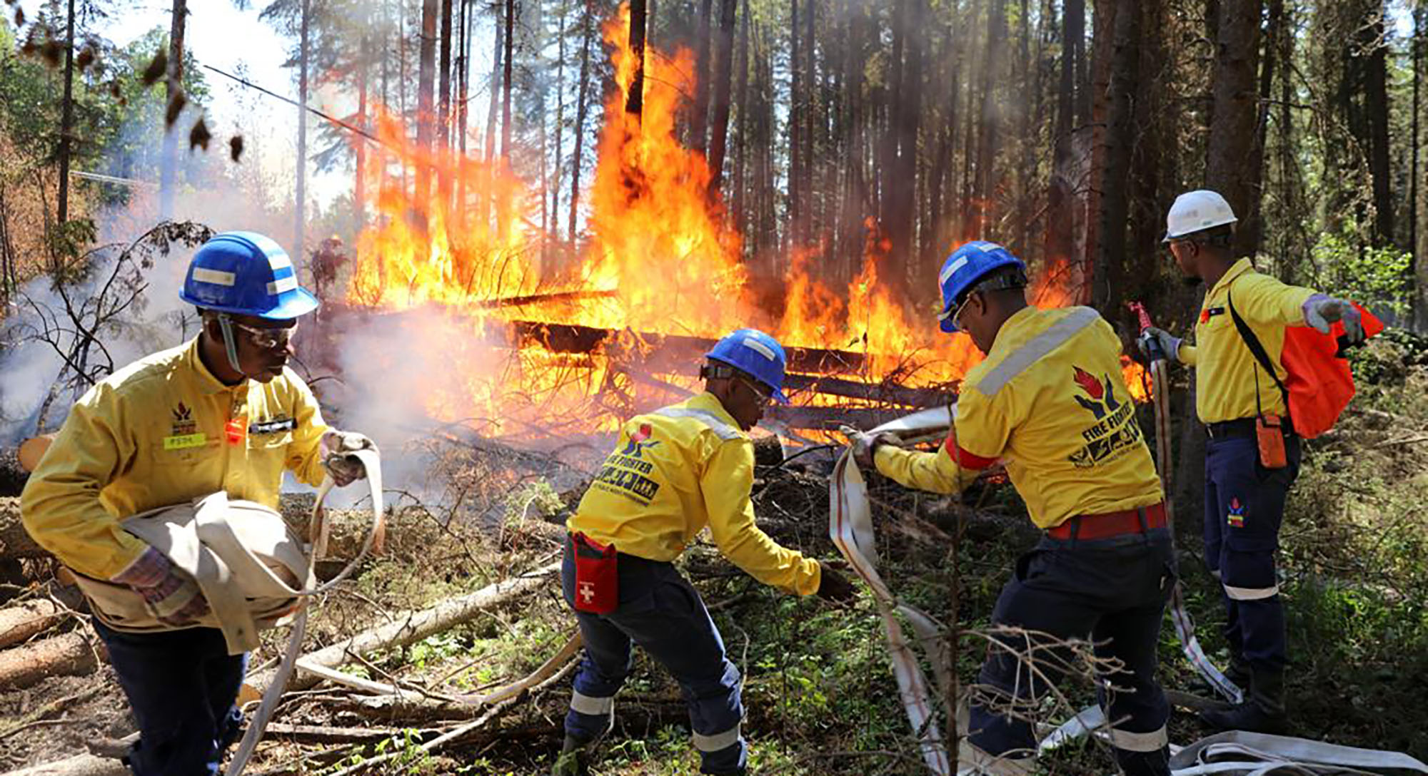Lightning strikes, trees burning from the inside — and bears — are all in a day’s work for SA firefighters in Canada