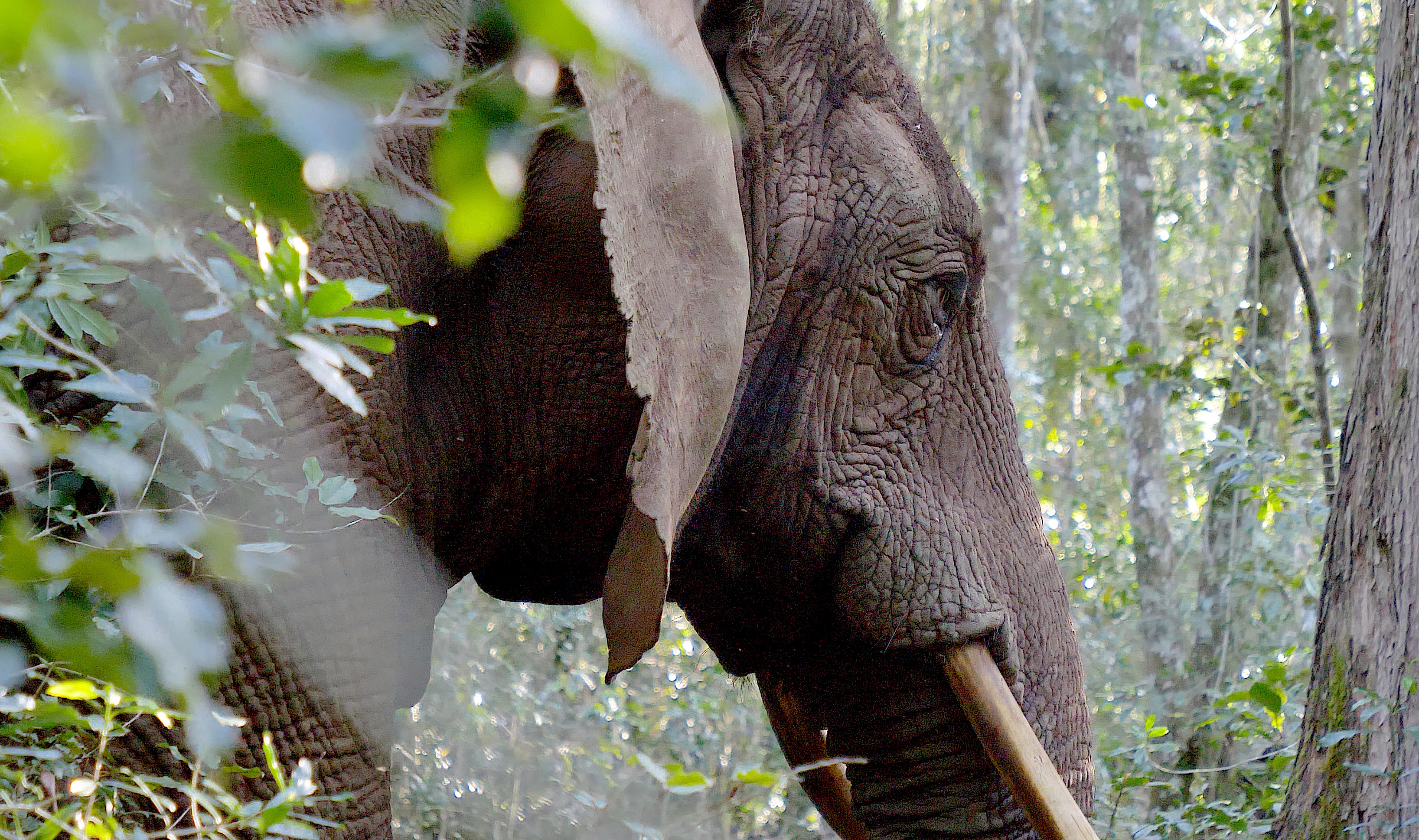Filmmaker captures breathtaking images of Knysna forest’s elusive elephant cow