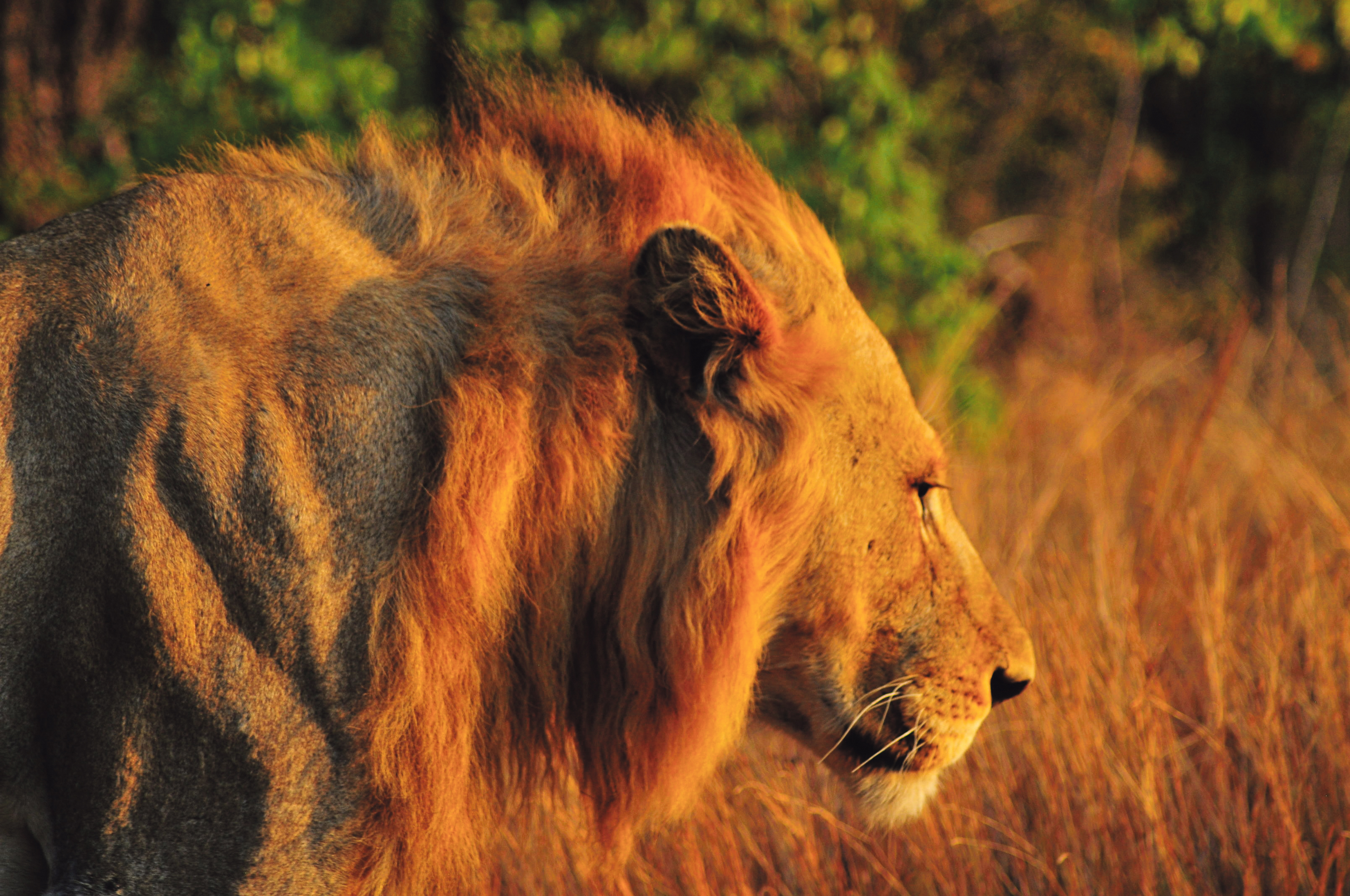 More black visitors to Kruger Park needed to undo ugly legacy of racial exclusion