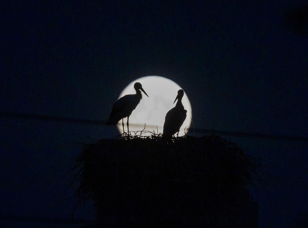 A view of the 'Sturgeon Moon' supermoon, and more from around the world