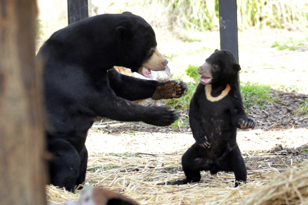 Sun bear baby at Canberra zoo