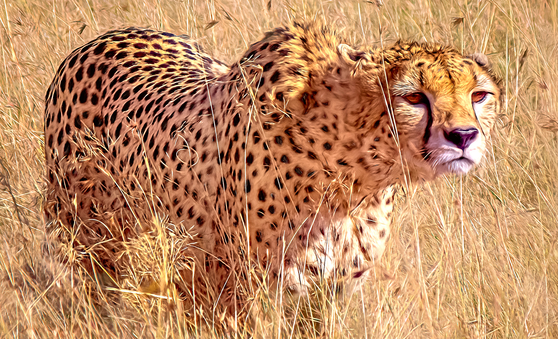 Desert days — how cheetah (and hyena) man Gus Mills knocked the spots off the naysayers