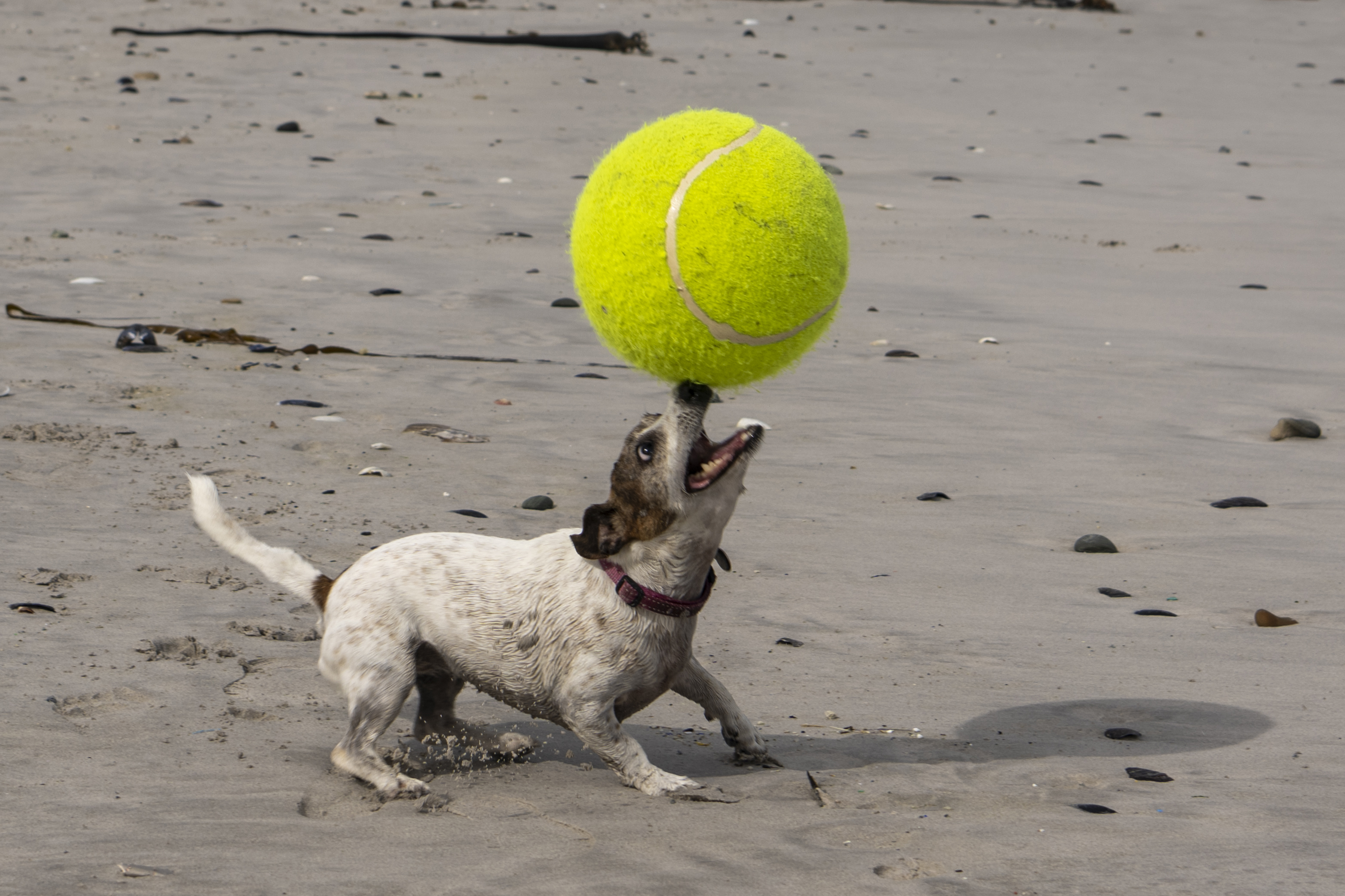 Kolletjie the Jack Russel with unusual skills, and more from the world