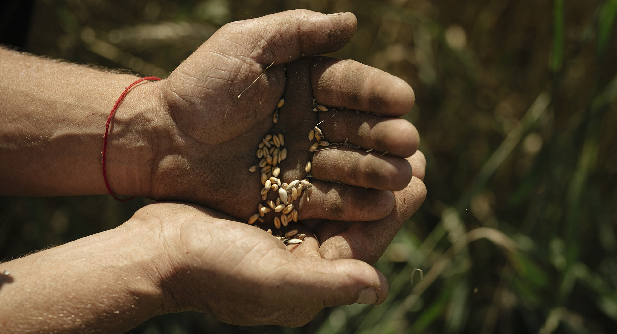 ‘No mercy’, harsher penalties sought for farmers caught buying stolen seeds