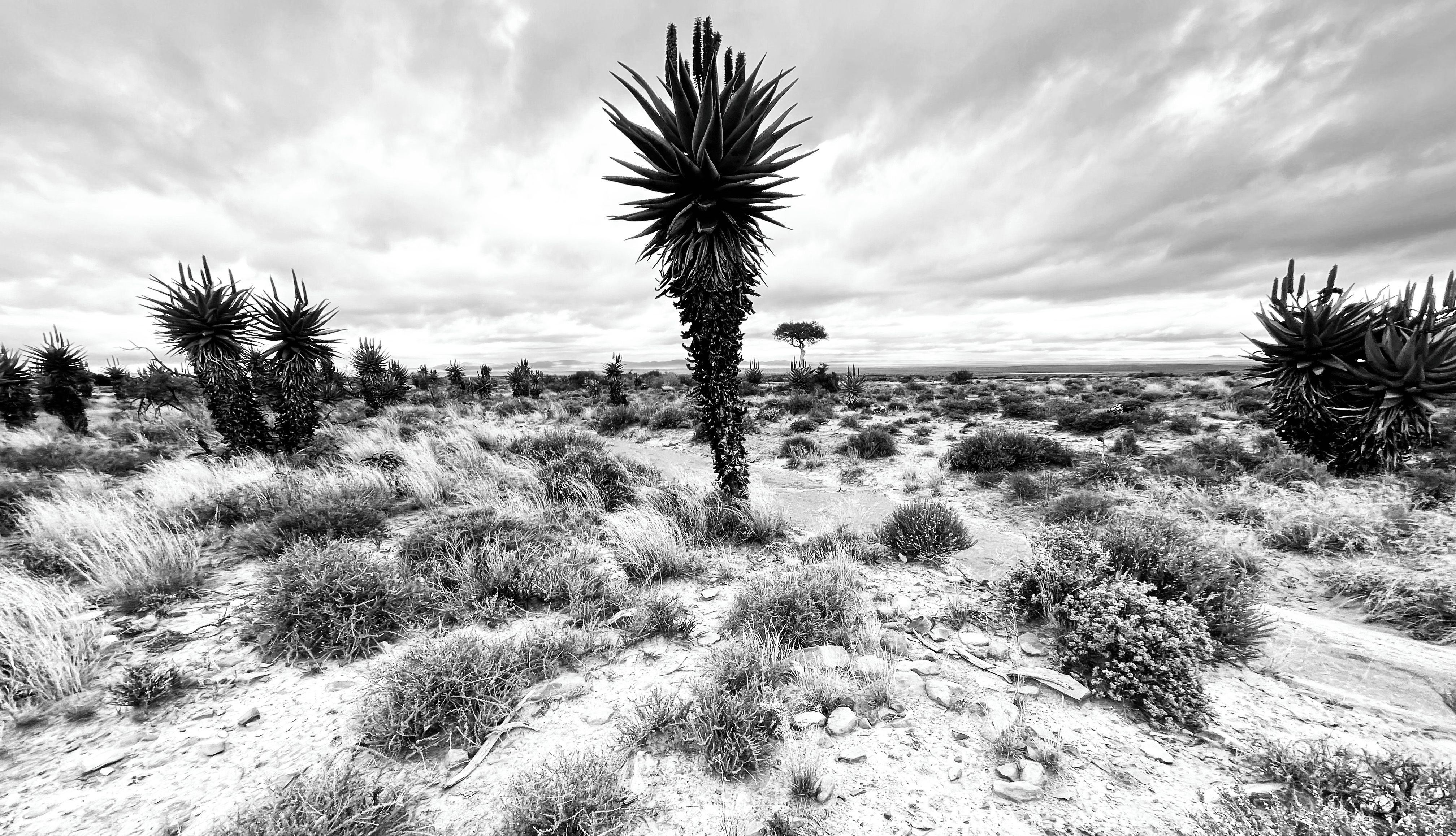 A fine dusting of sparkling snow quenches the arid Karoo’s thirst