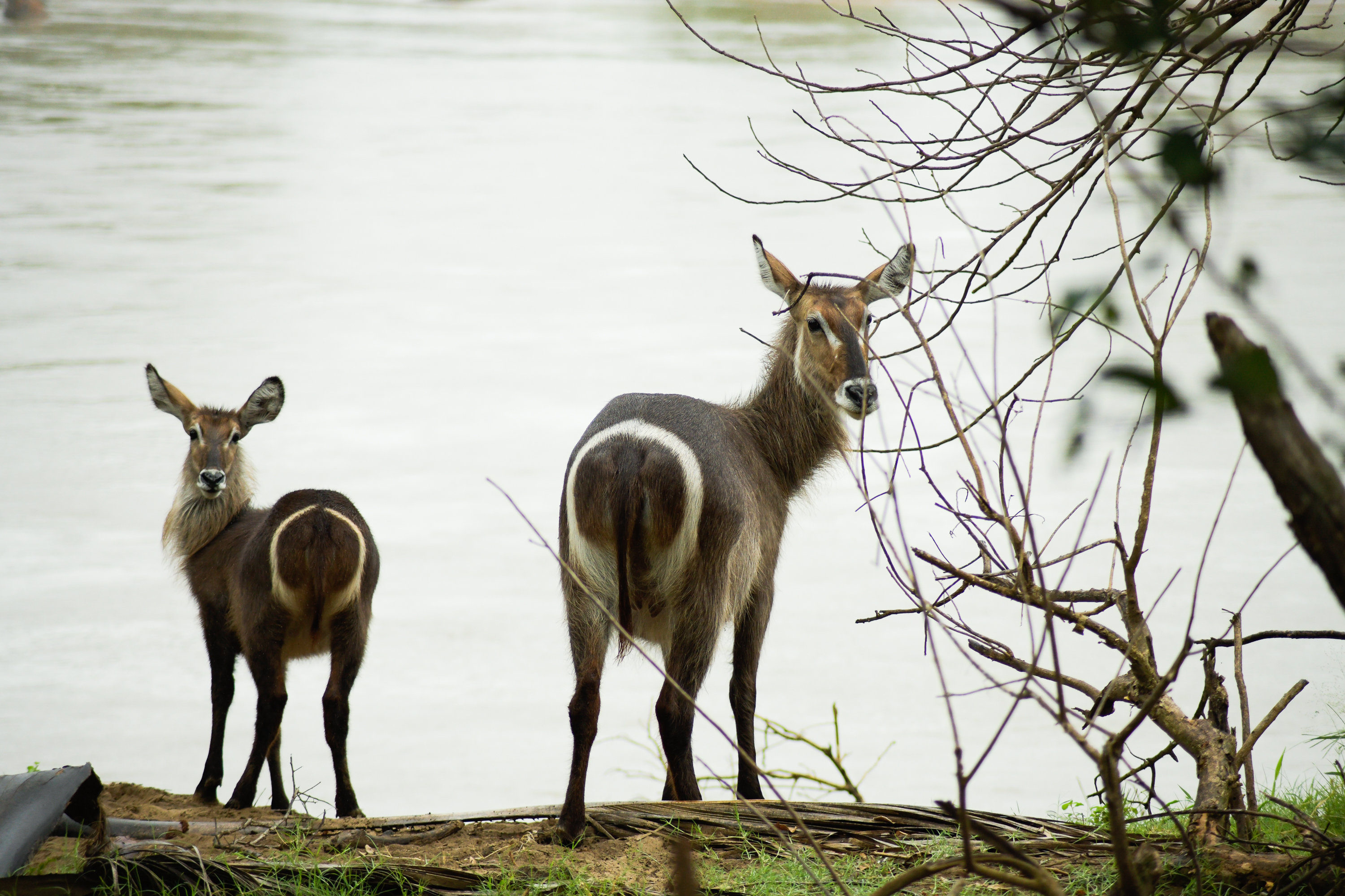 Malawi’s Majete is one of the finest wildlife parks in Africa for game viewing