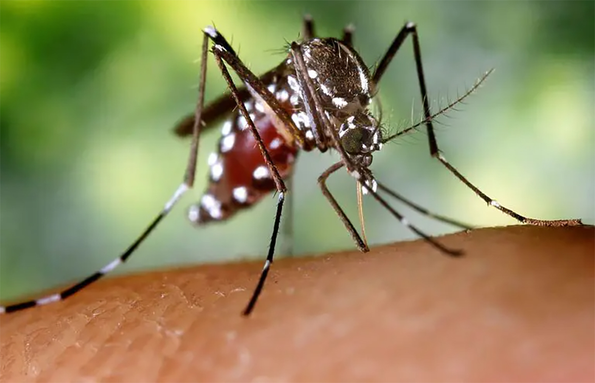 Mosquitoes are the world’s most dangerous animals, but here’s why they shouldn’t all disappear