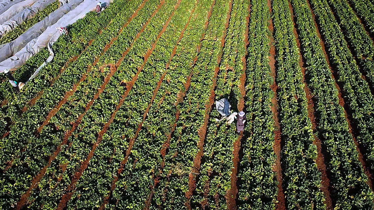 Farming as a labour of love, to keep families fed and kids at school