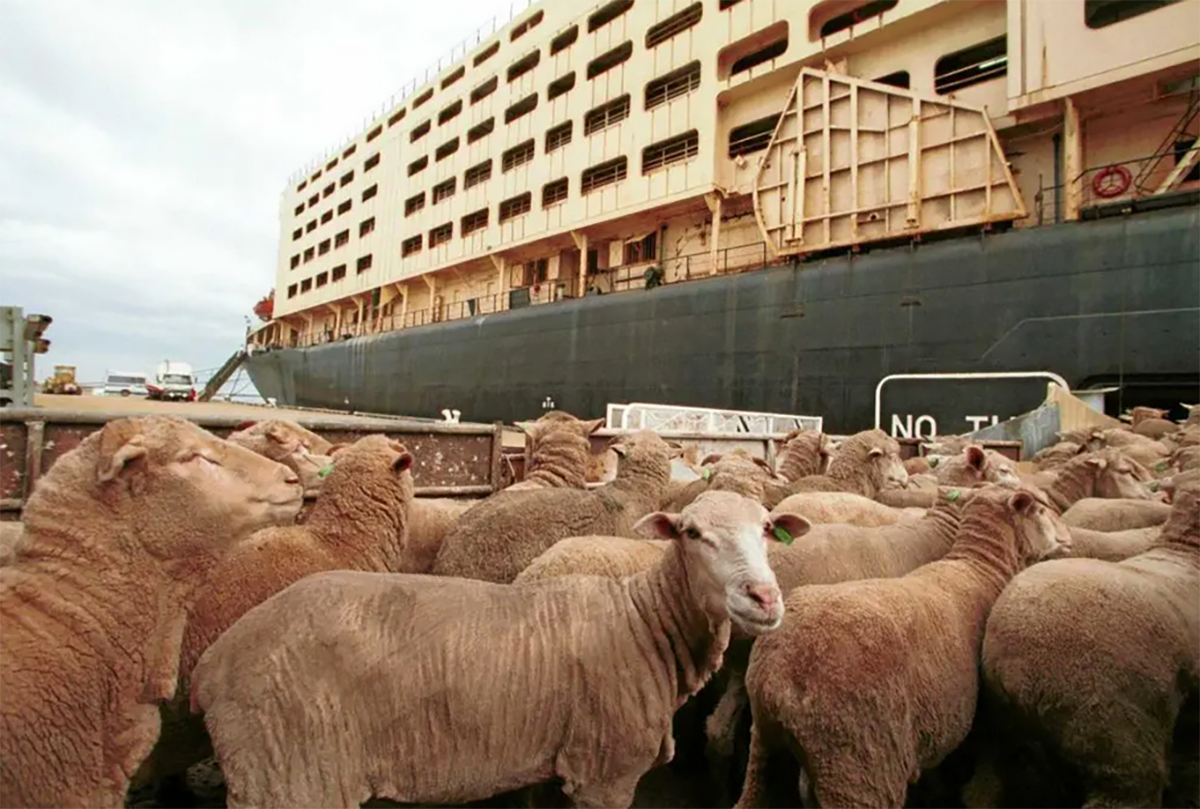 Eastern Cape feedlot manager arrested after mutilating 126 export rams with angle grinder