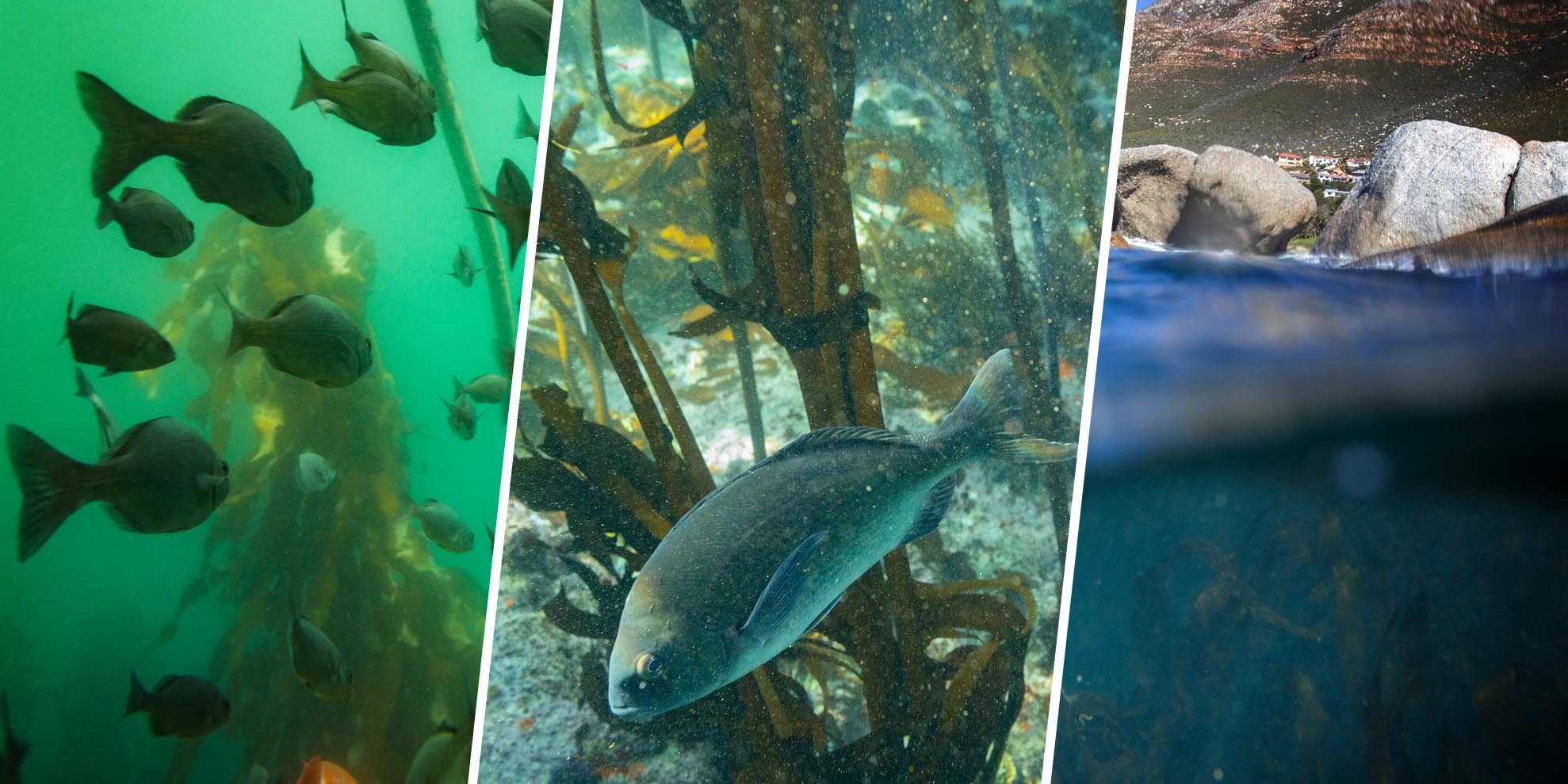 Marine Protected Areas are our insurance policy for a climate-uncertain future