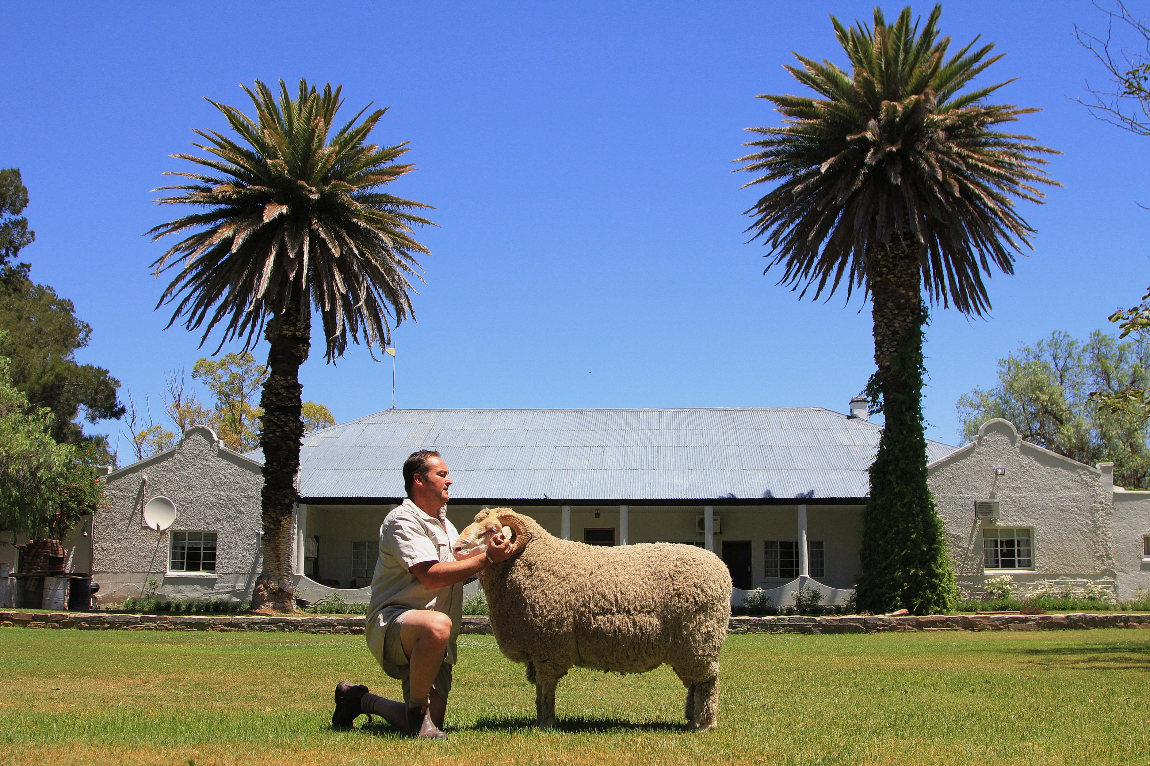 Flocking to a sheep museum in the Karoo