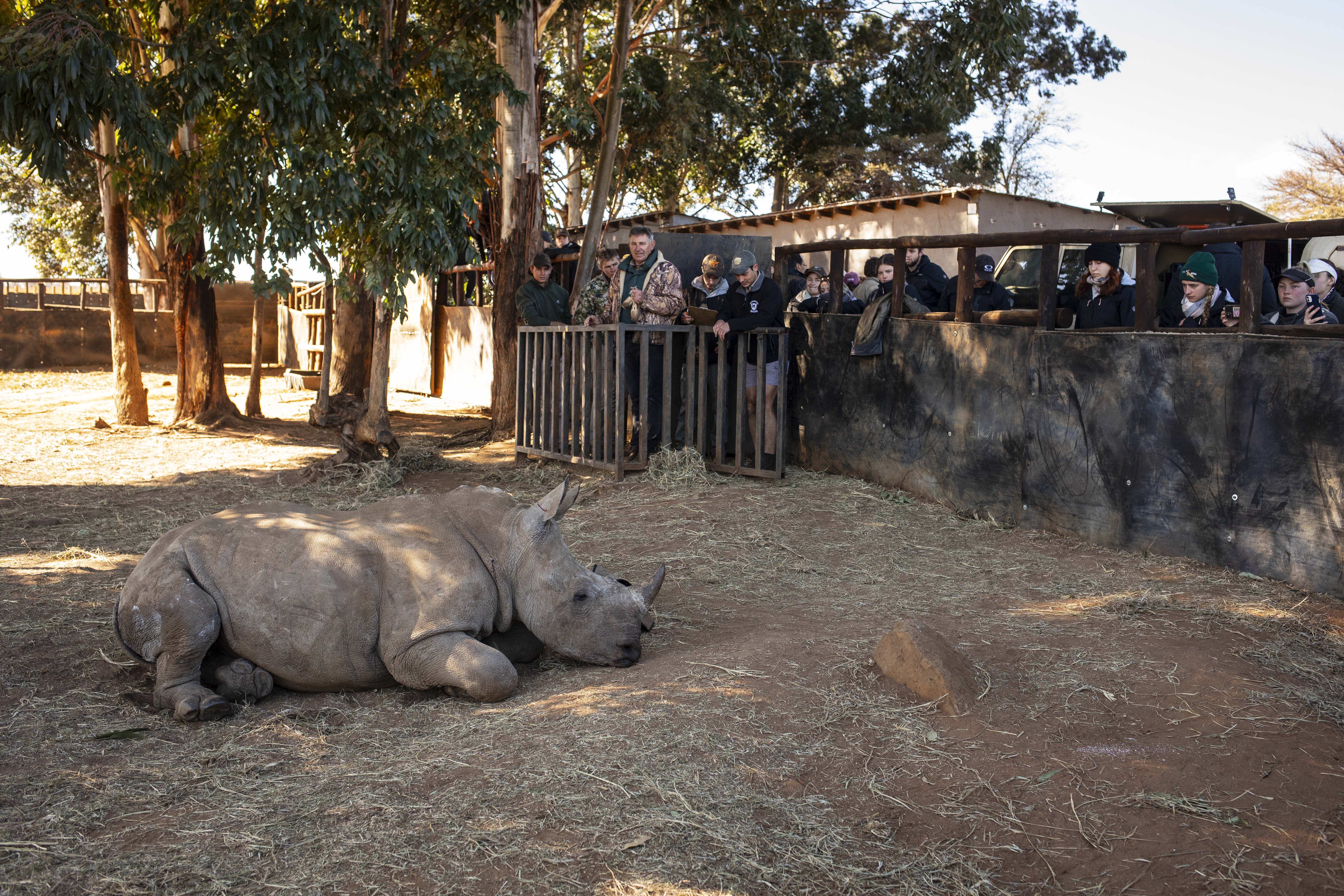 Rhino poaching decreases as South Africa tackles threat