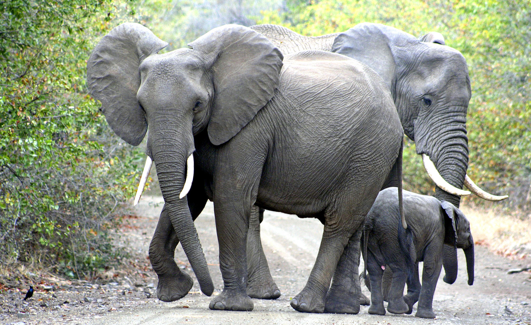Elephant poaching in Africa is on the decline — but there’s no room for complacency