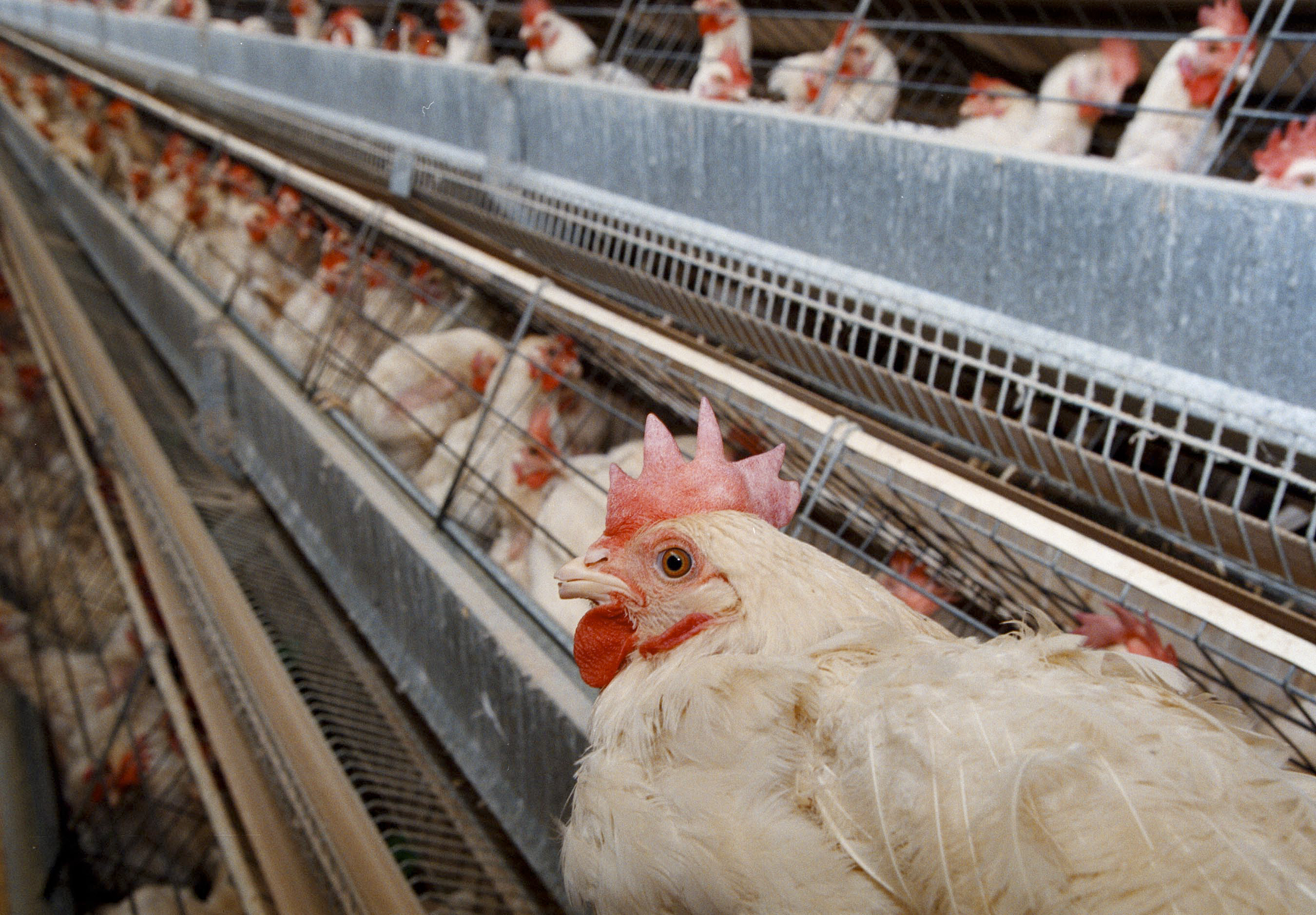 South Africa faces chicken meat shortage as power crisis, bird flu hit producers