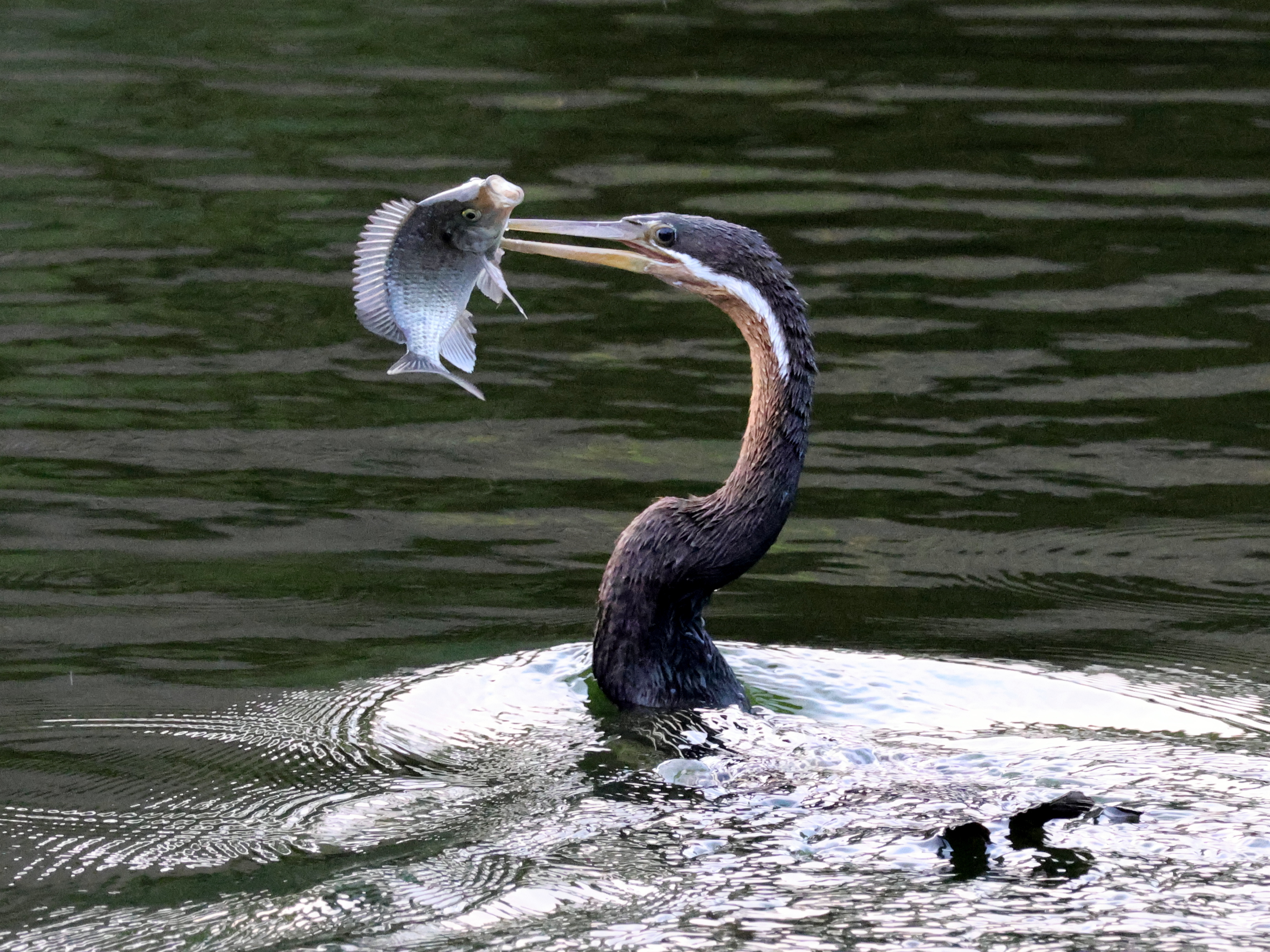 P4U_readersubmission_20230922