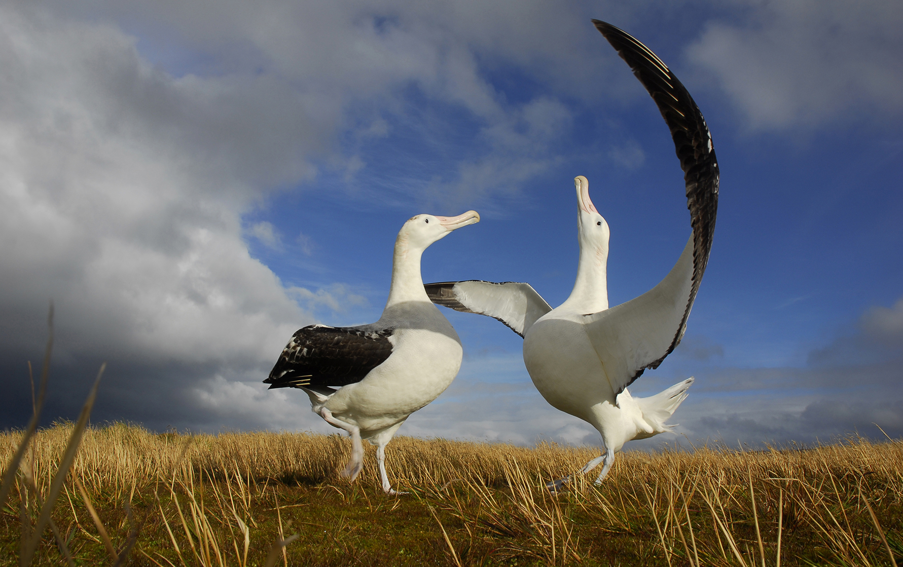 Massacre at Marion: Mouse eradication project gathers pace