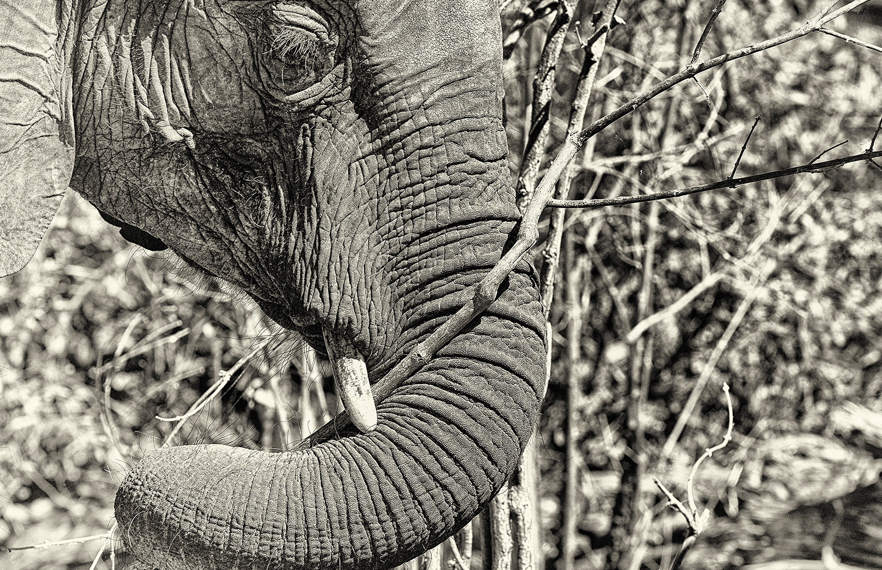 Elephant hunt at Balule was lawful, should be seen in context of regulations governing sustainable resource use