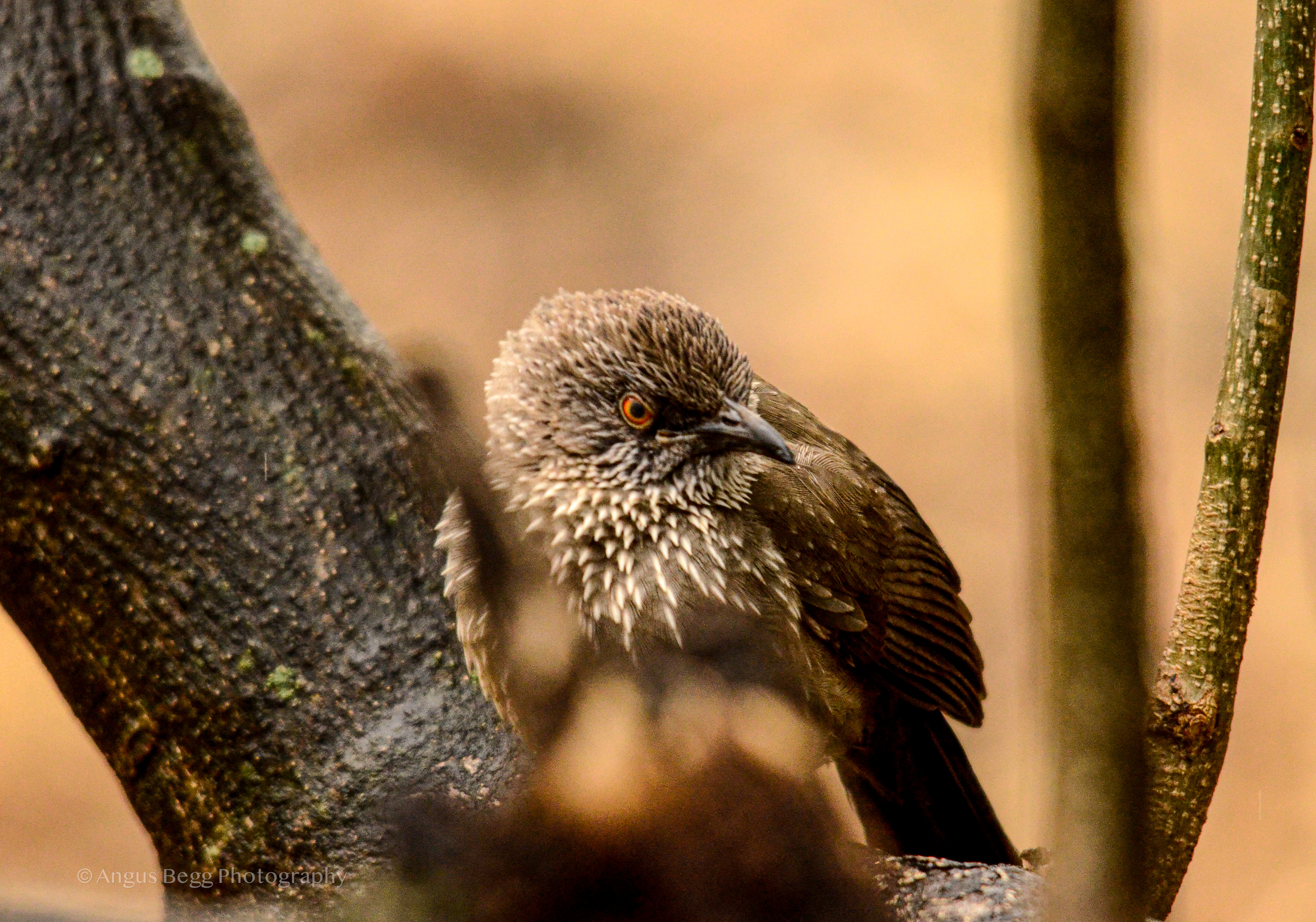 Bush magic — a two-week deep dive into the Kruger National Park
