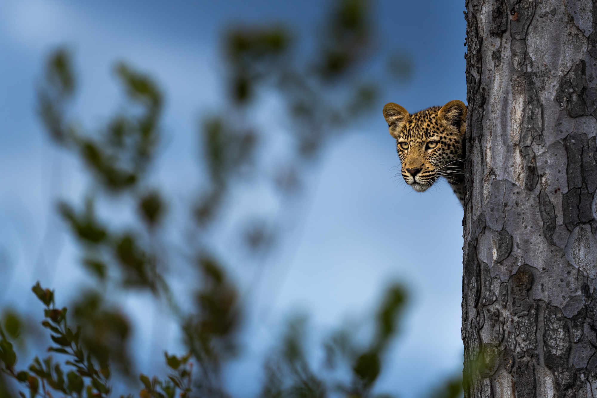 P4U_readersubmission_20230901