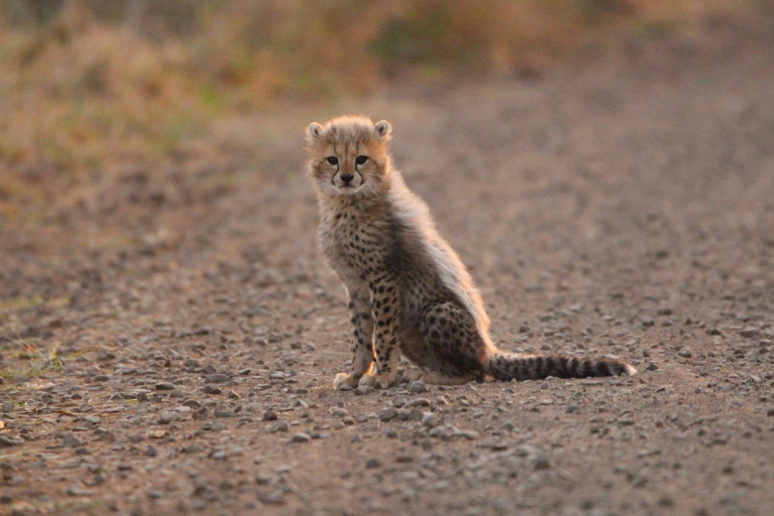 P4U_readersubmission_20230915