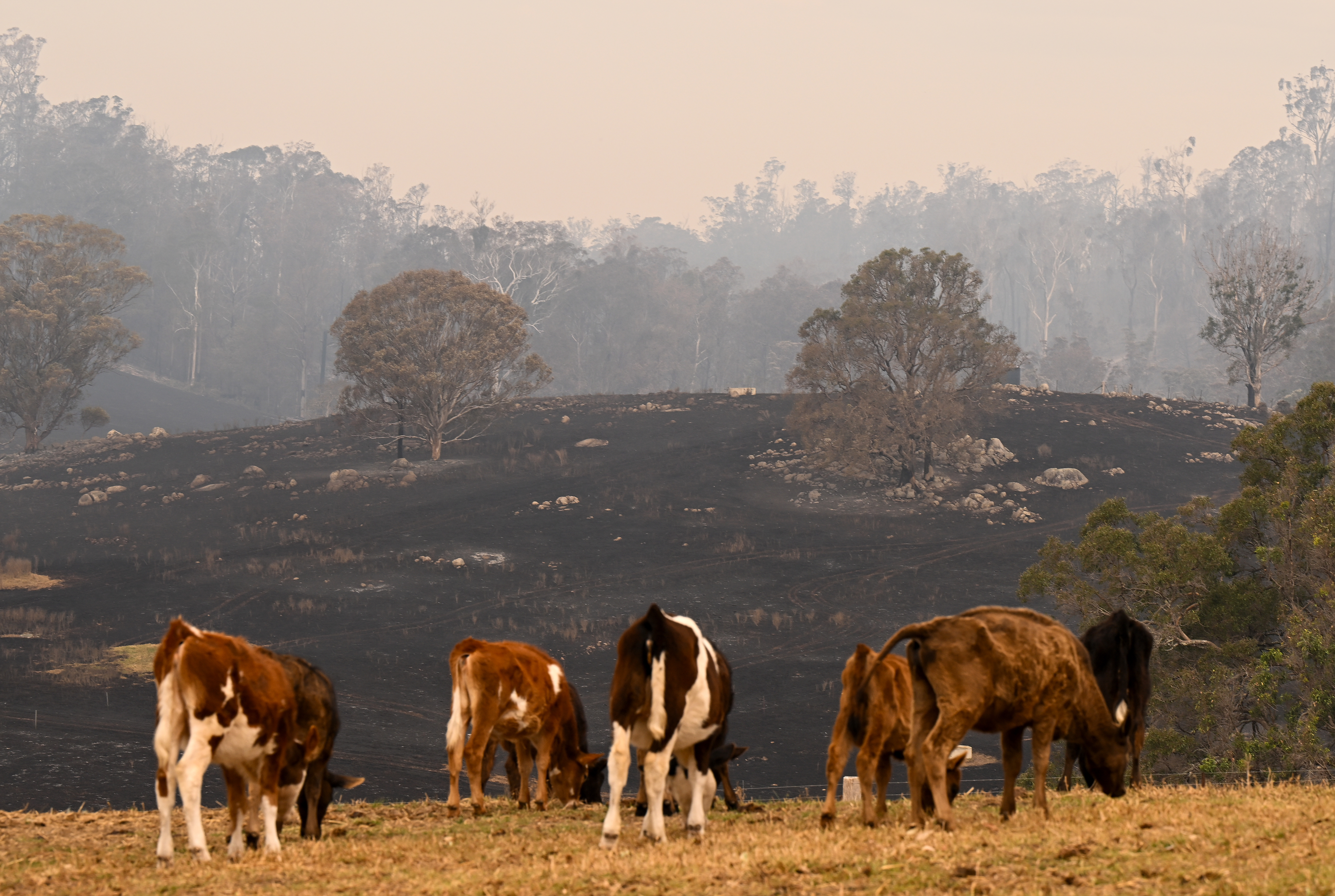 Bushfires blaze along New South Wales south coast, Australia