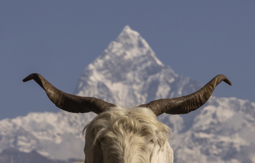 The journey of a mountain goat called 'Chyangra', and more from around the world